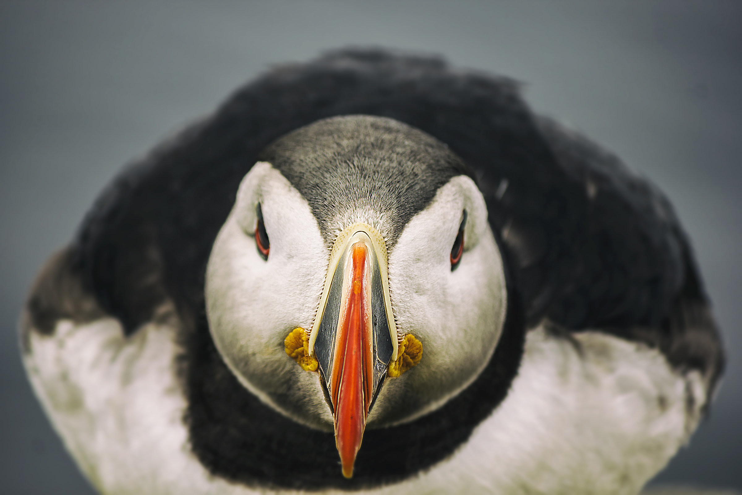 Puffin.