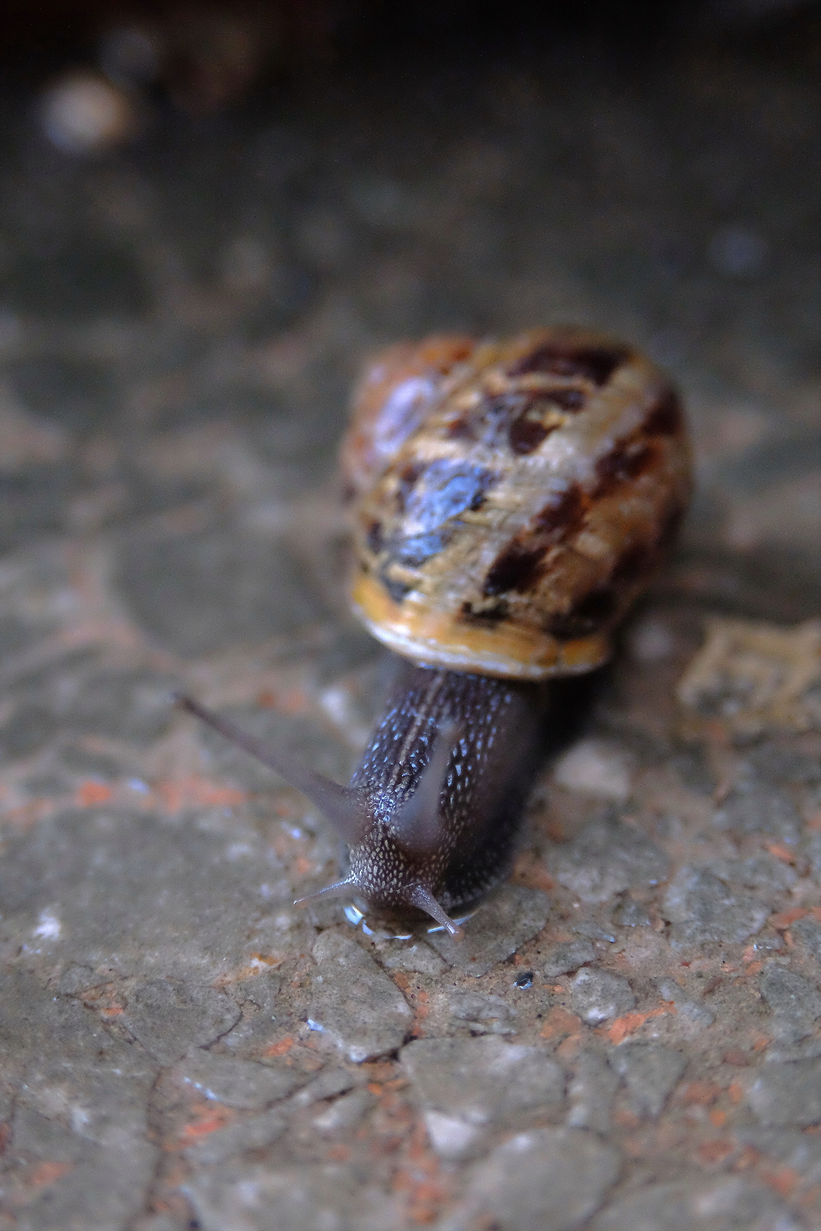 chi va piano, va sano e va...