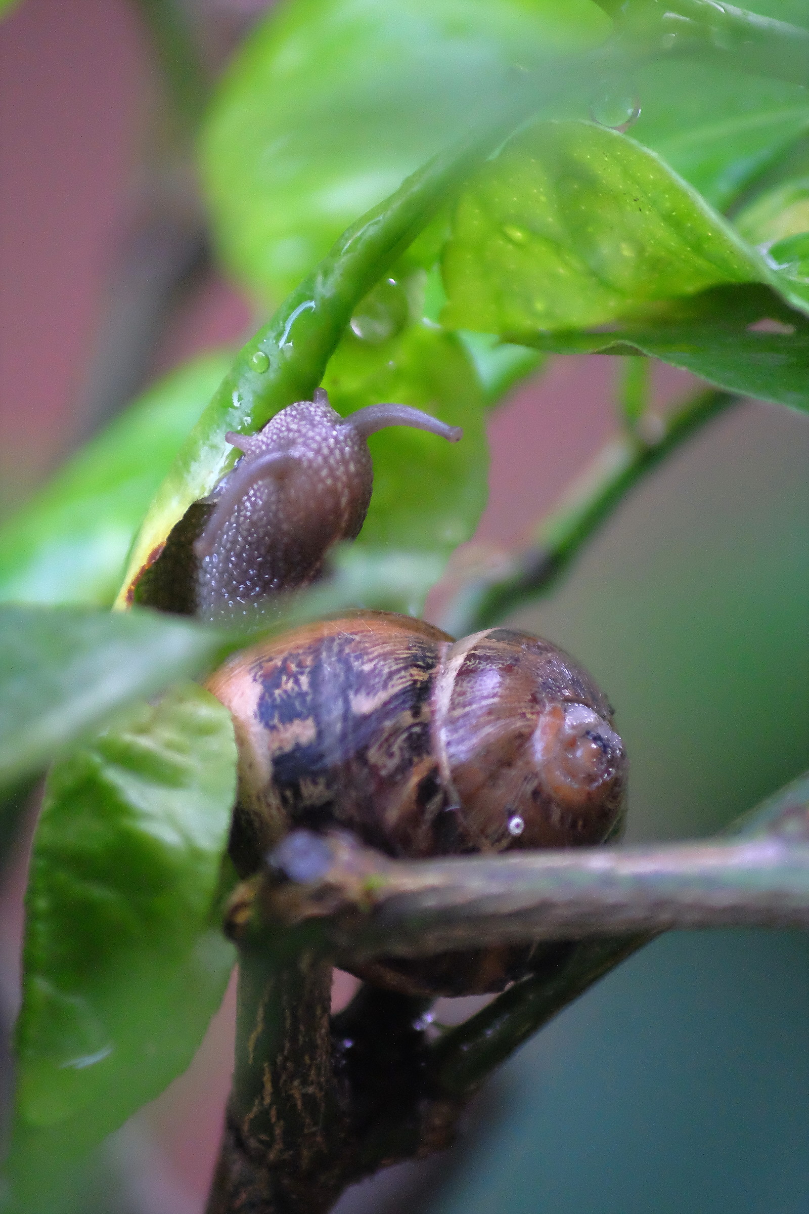 ... That's who eats lemon leaves!