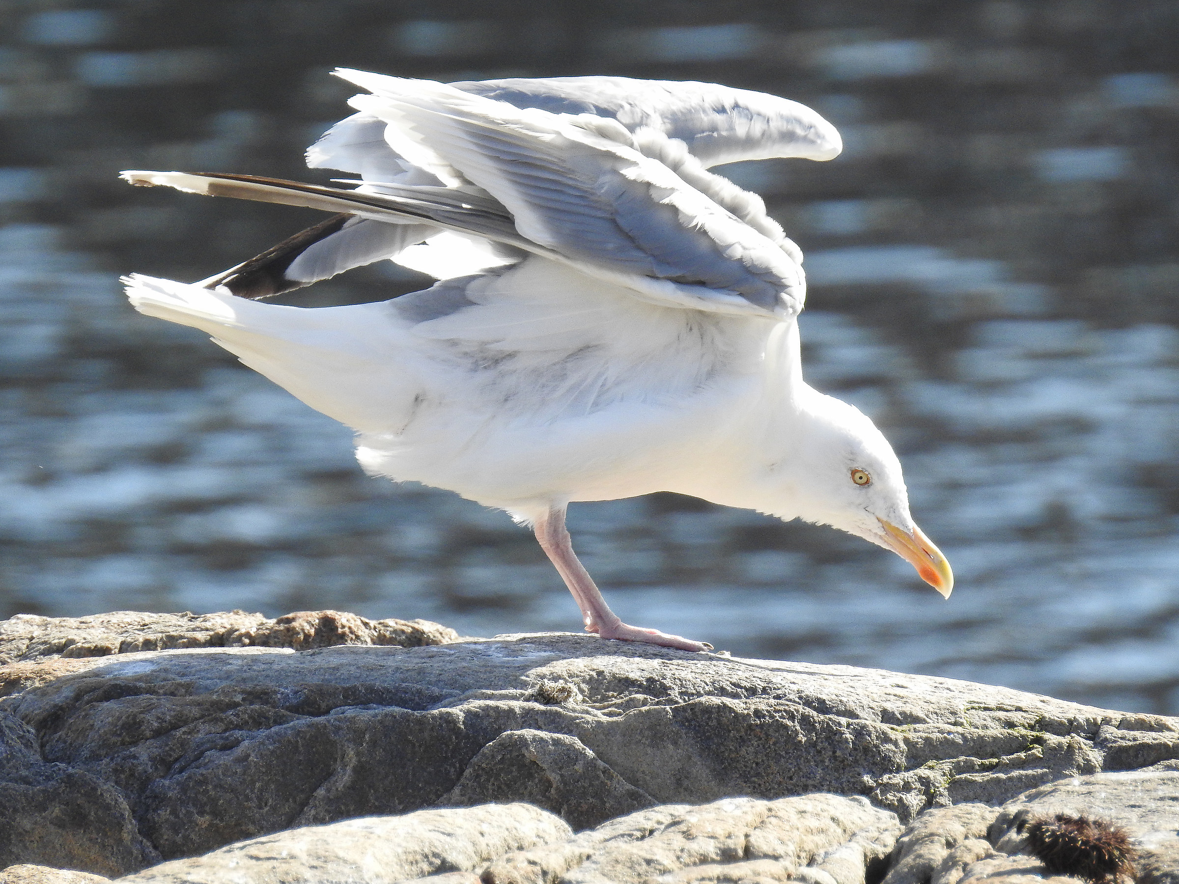 Northern Native Gulls - Norway 2017