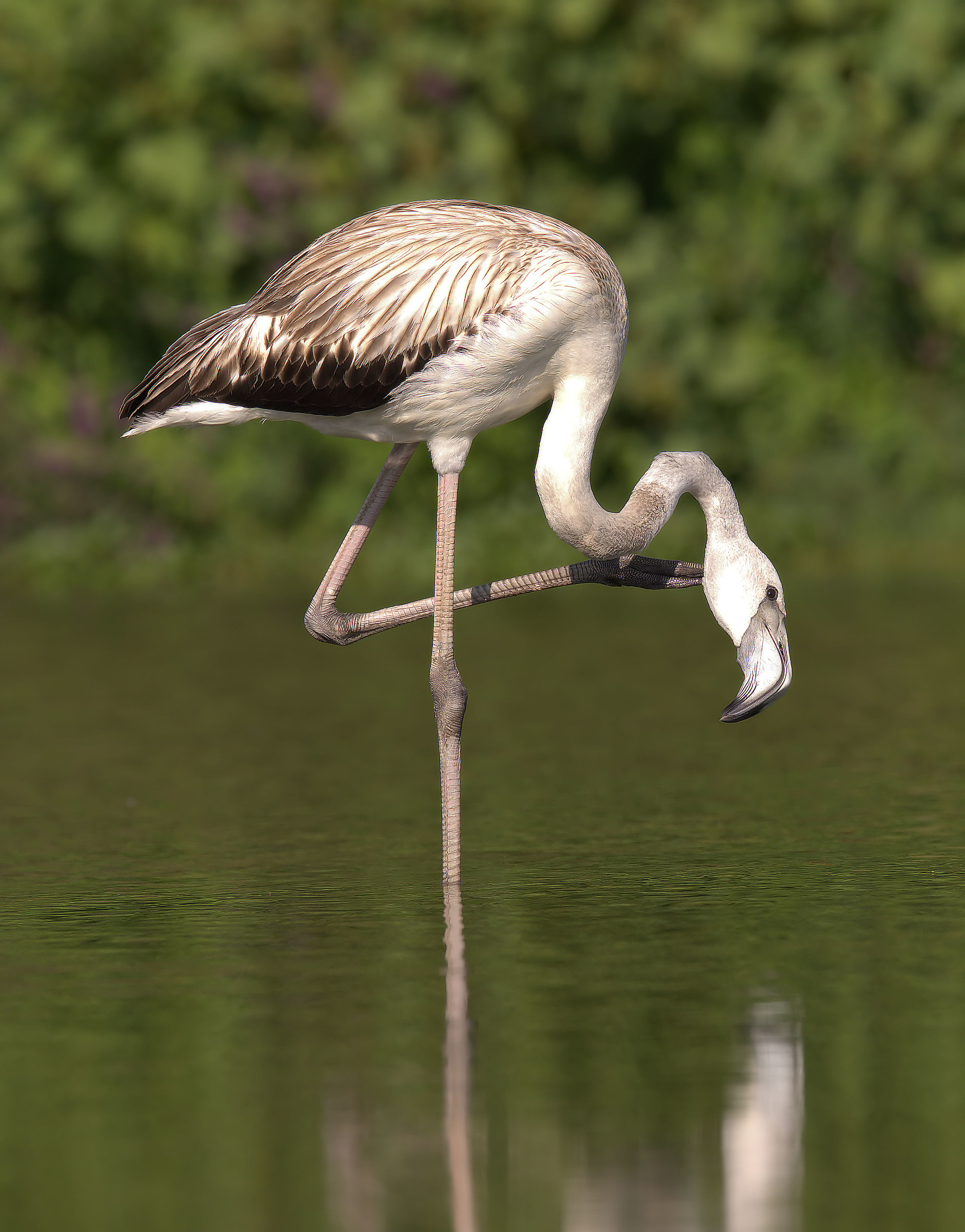 Flamingo Juv
