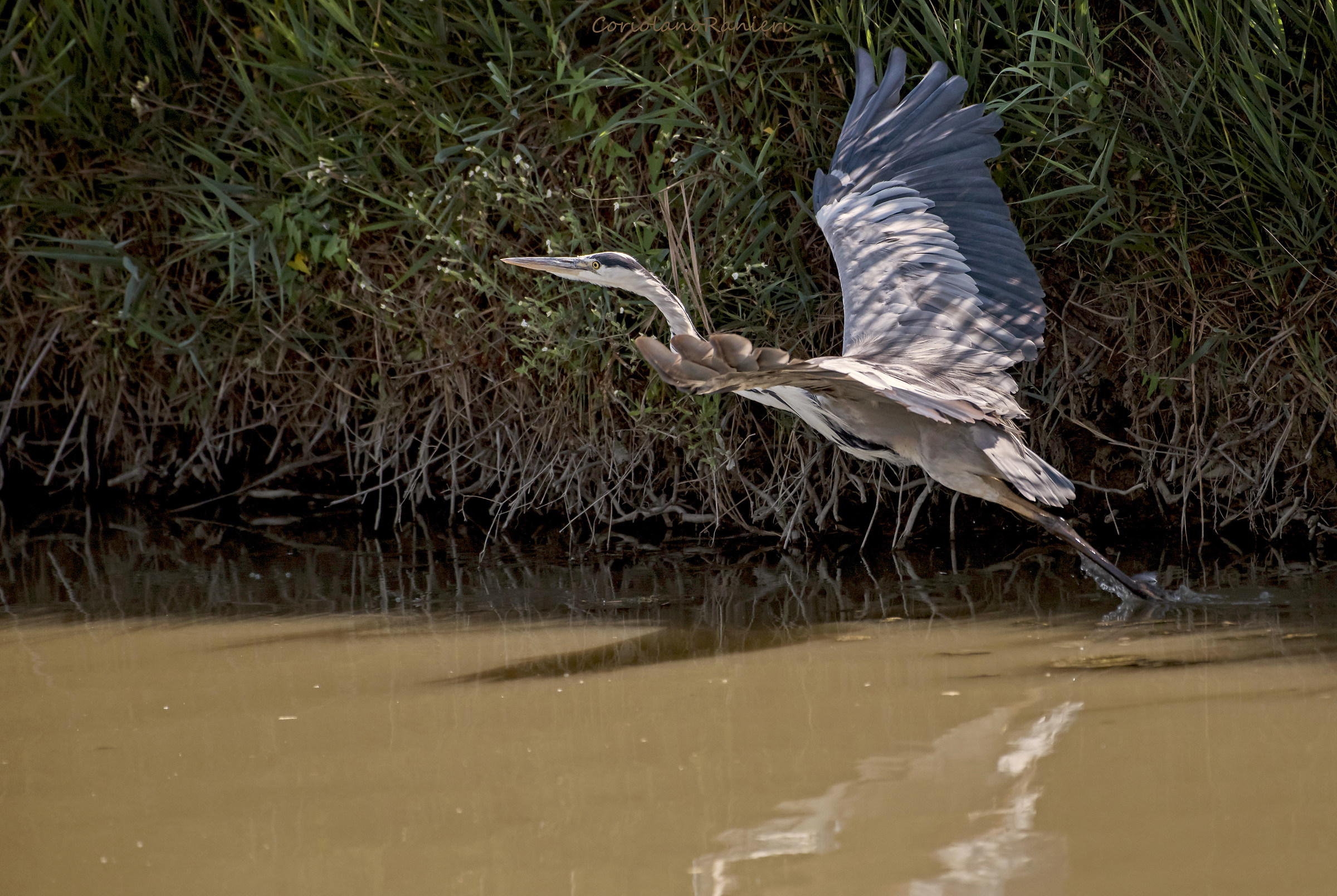 Grass heron