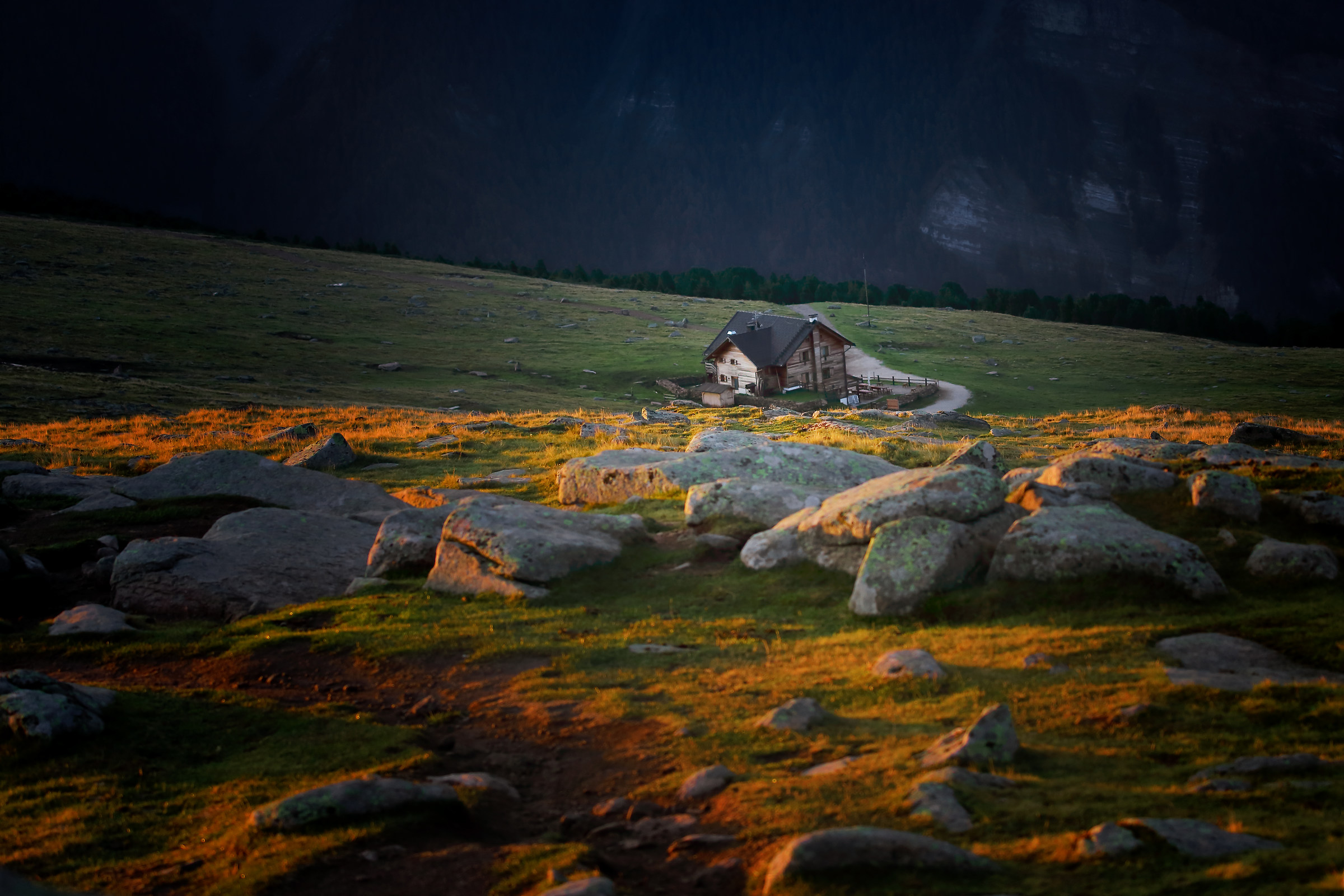 the dawn at the rescue shelter