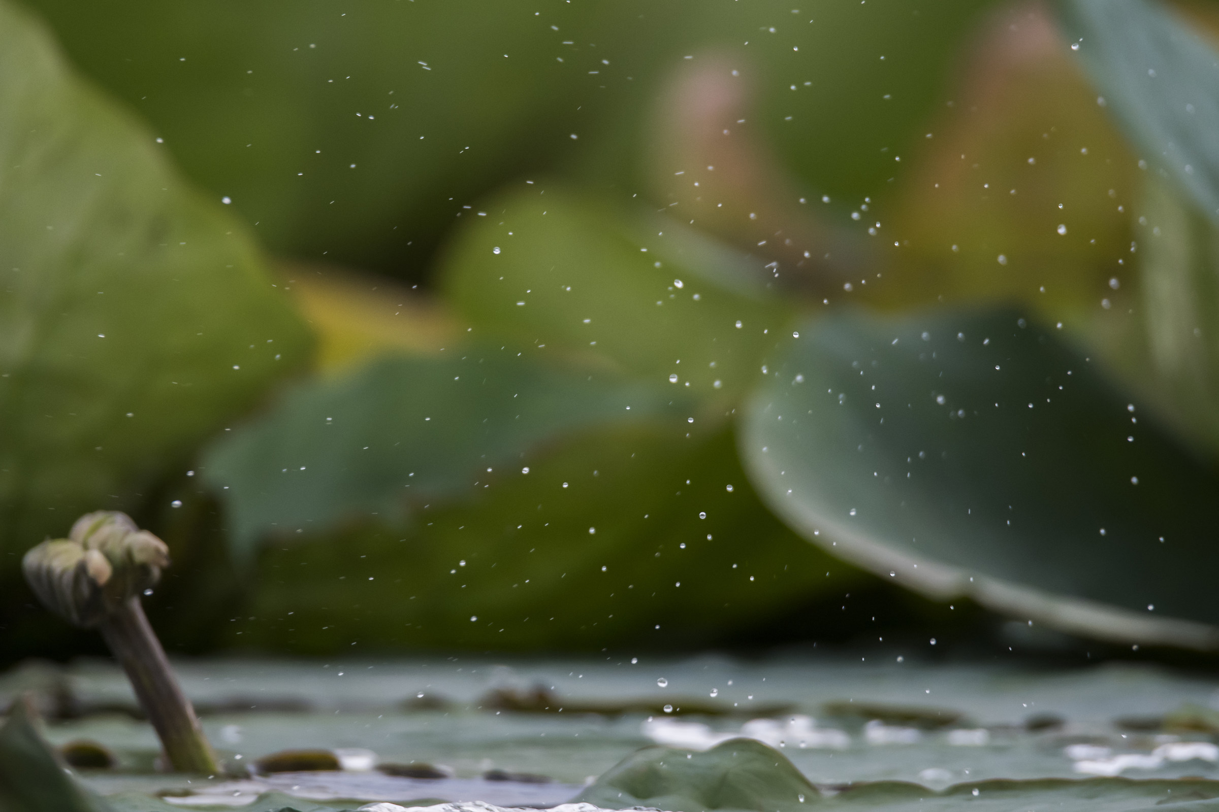 Drops in lotus flowers