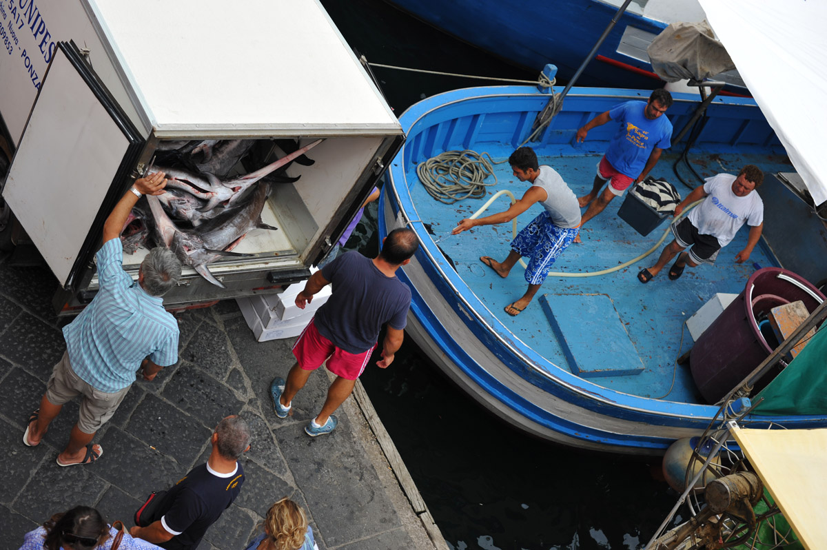 Return to the port after three days of fishing, Ponza.