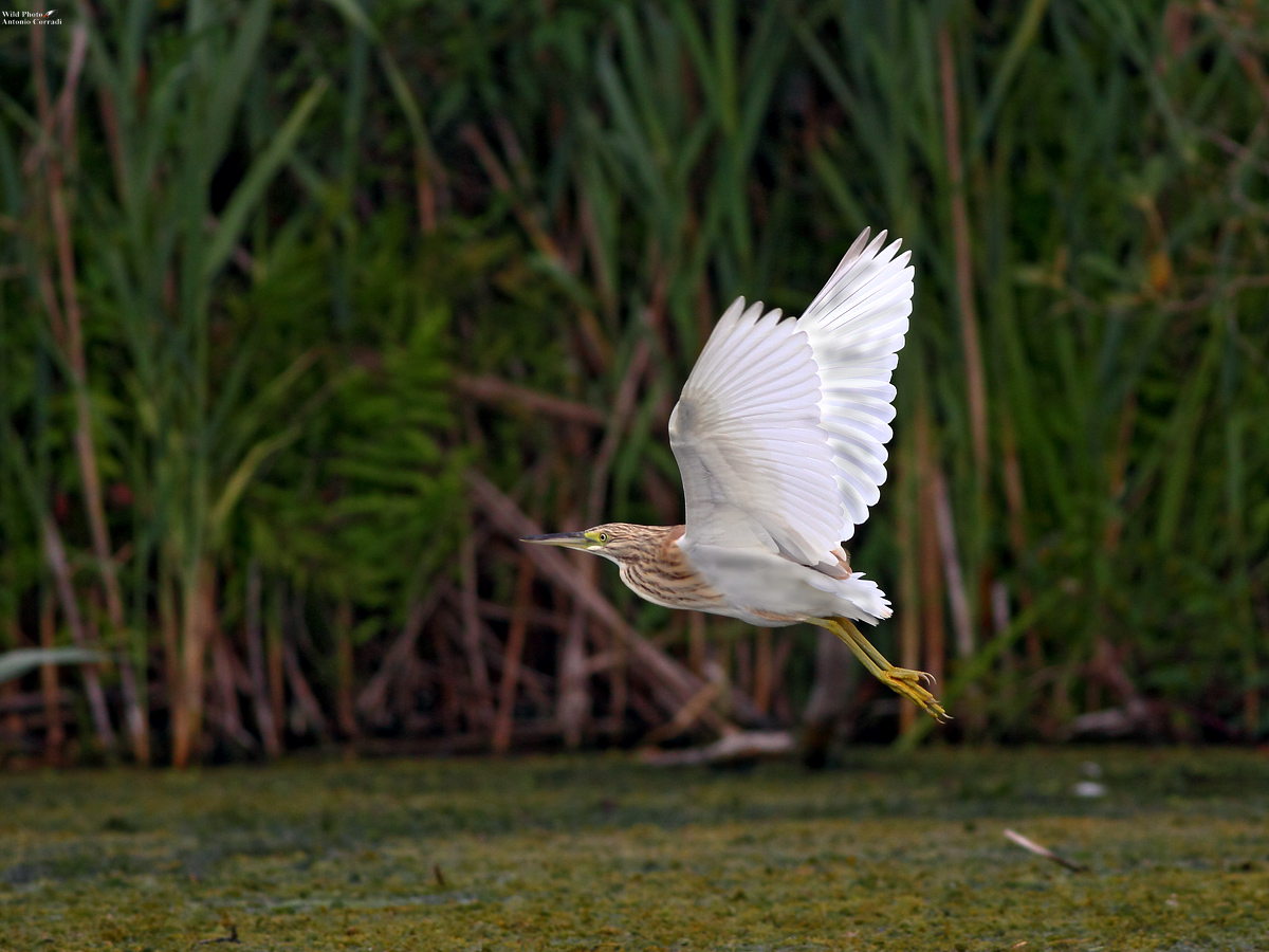Sgarza Ciufetto in volo