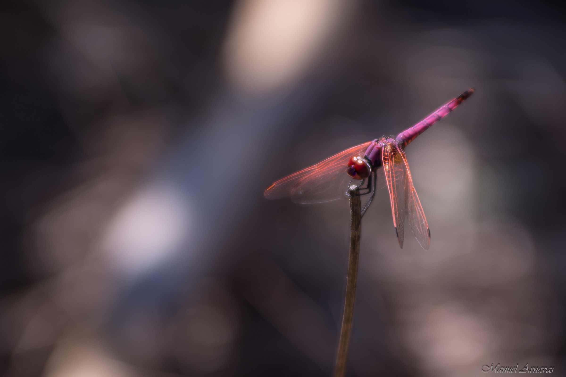 Dragonfly