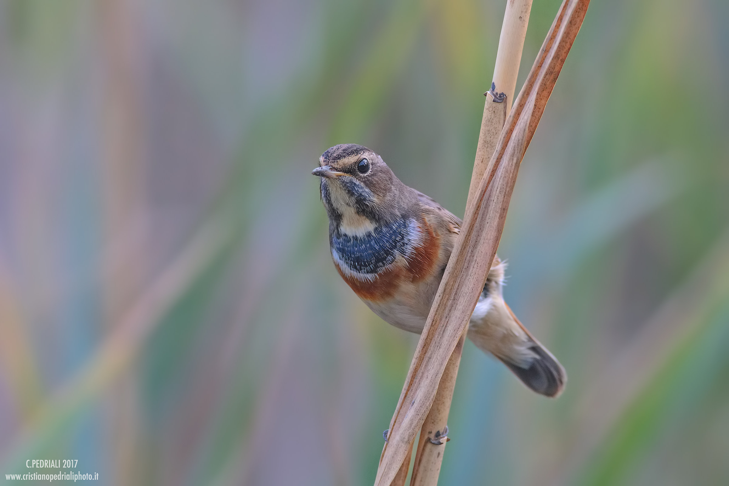 Putting the canneto ...