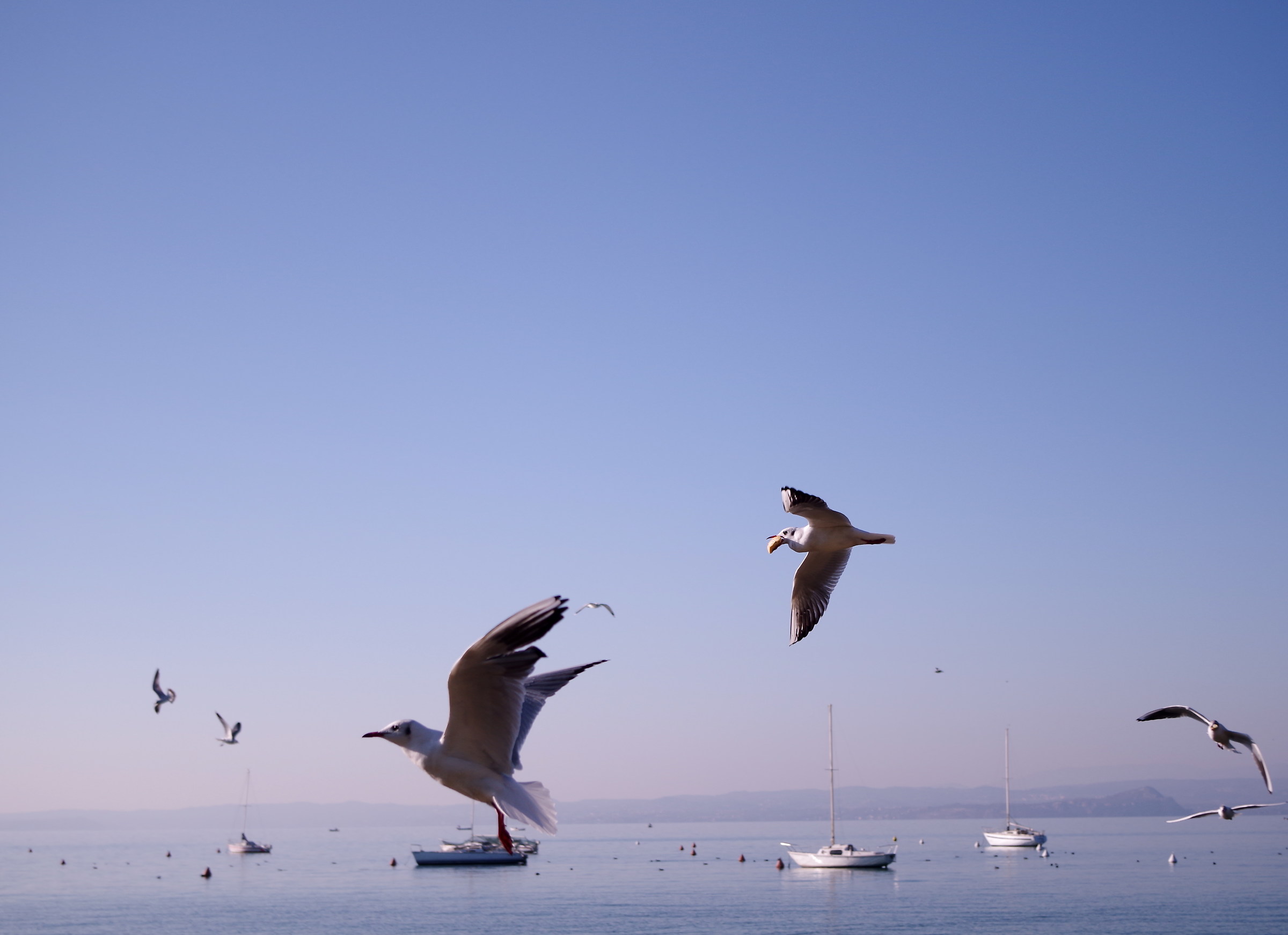 Gabbiani sul Garda, Bardolino