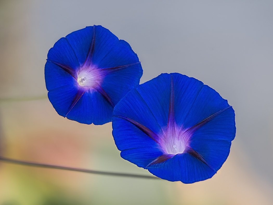 The most beautiful bell