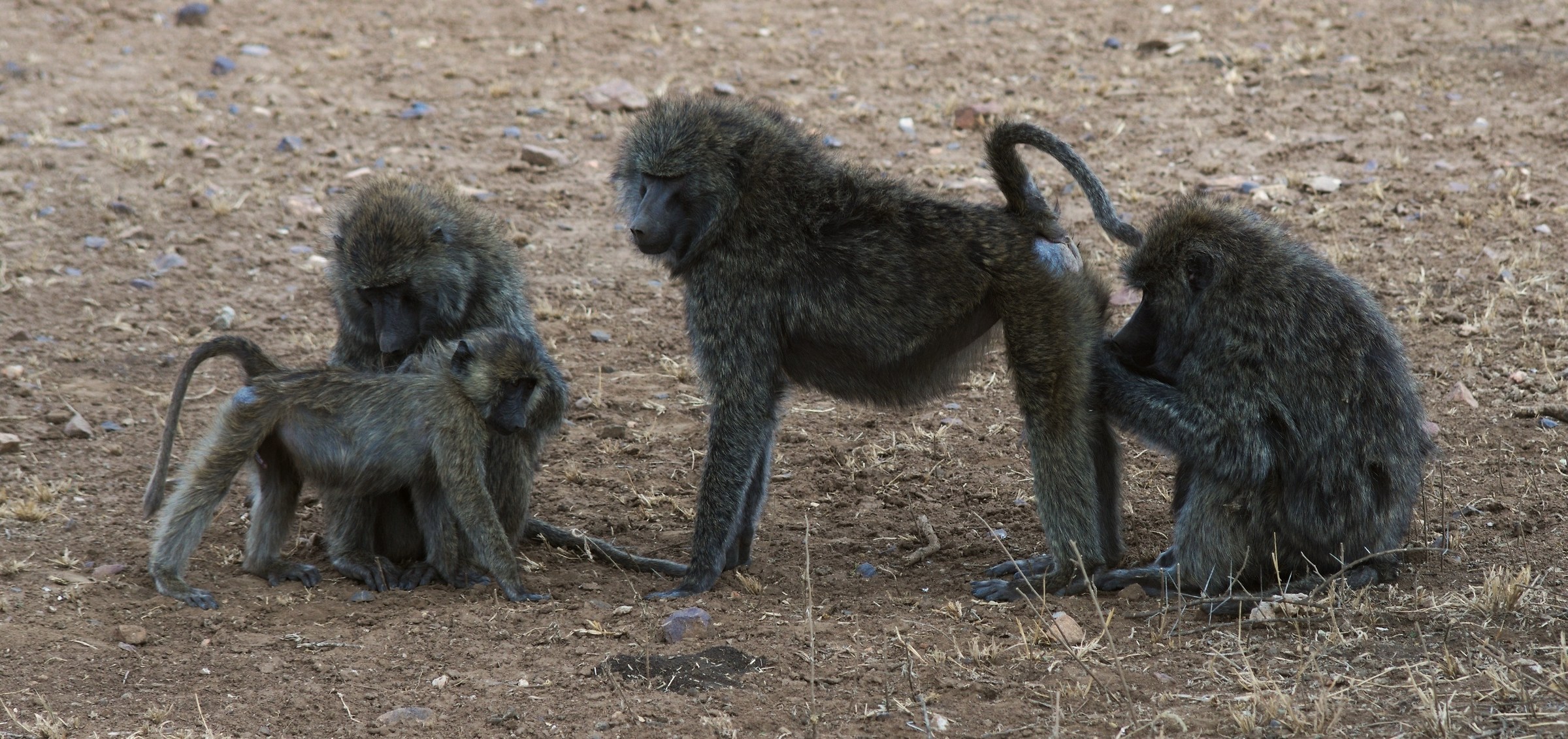 Work in progress ... / Tanzania