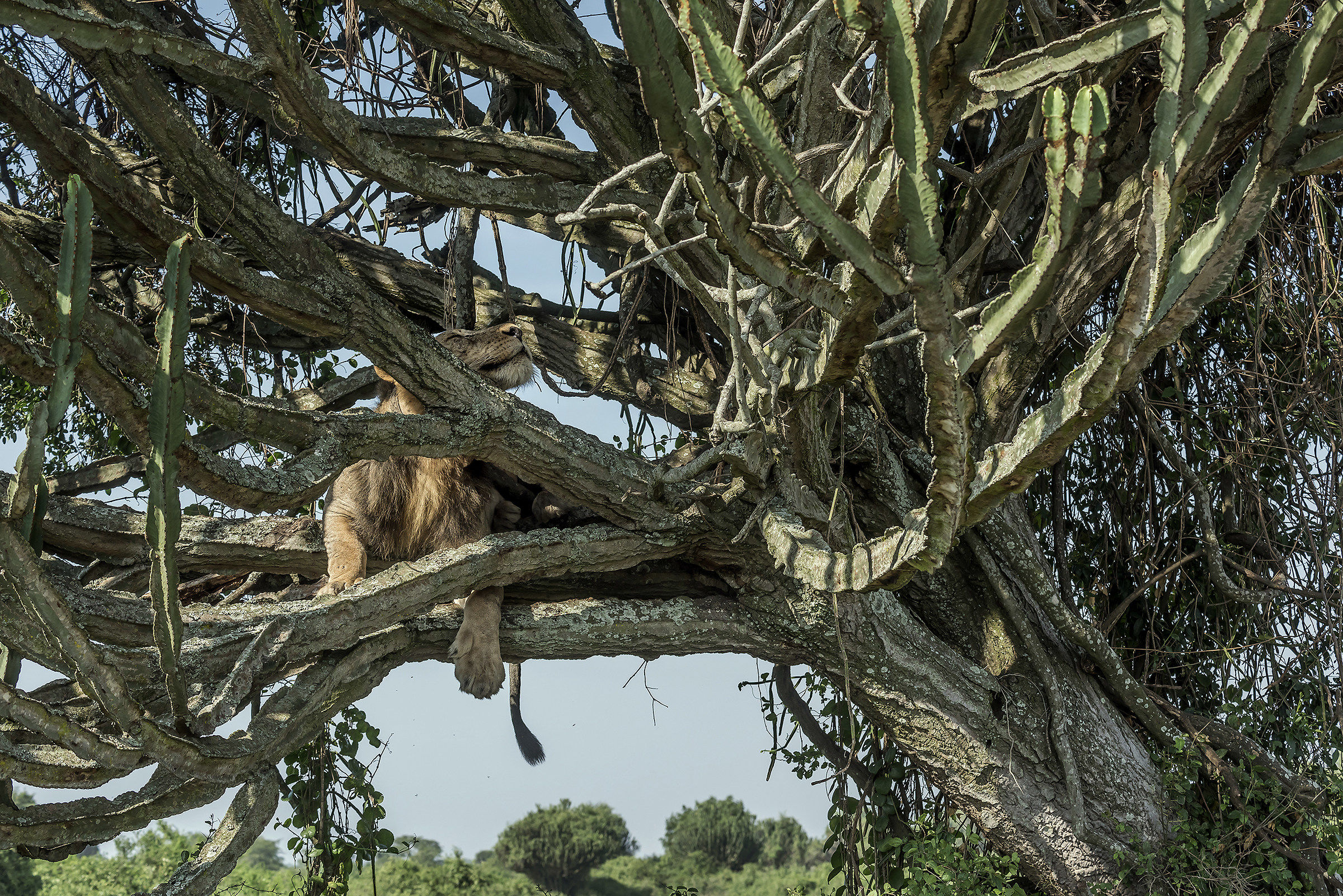 Lion climber - Uganda
