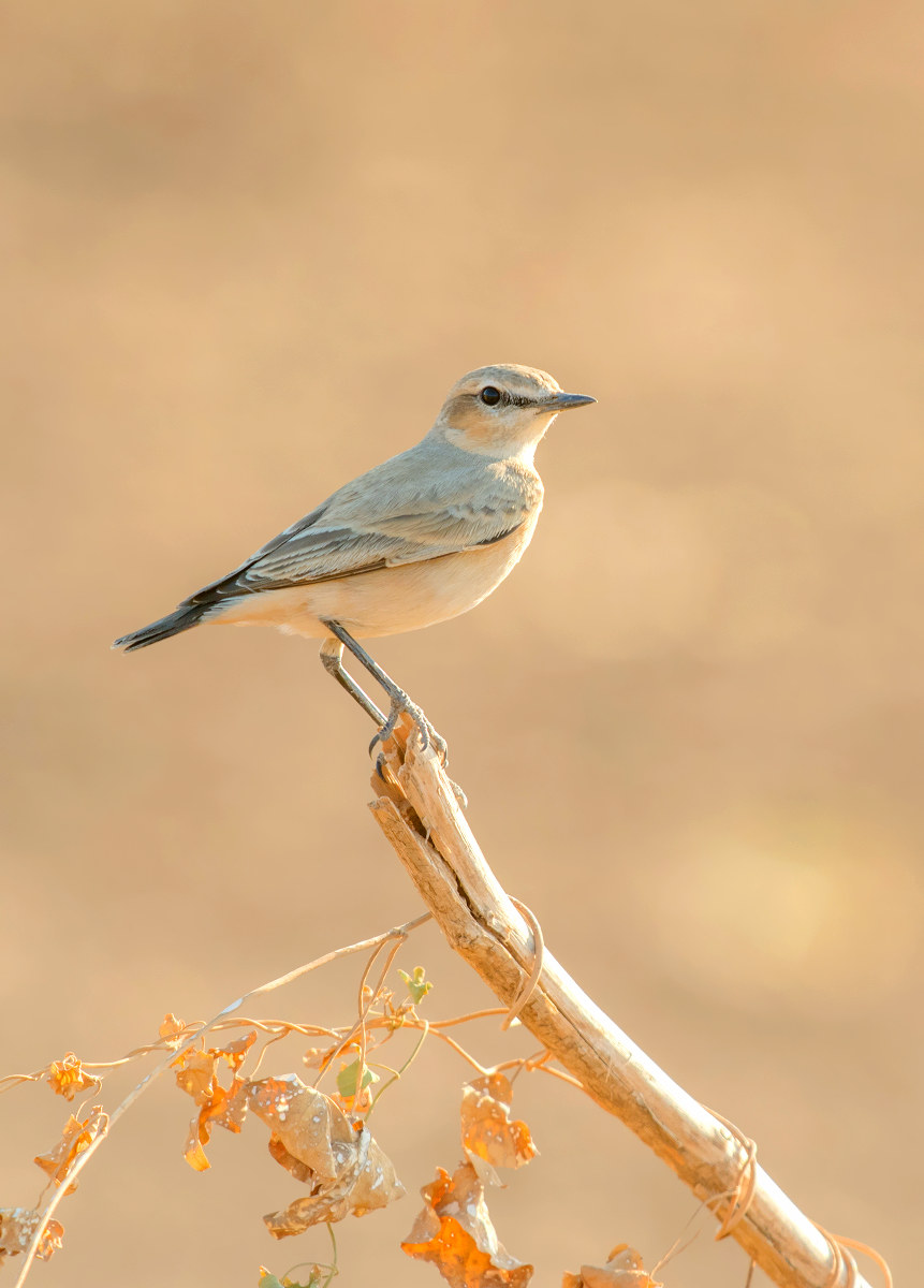 isabelline wheatear