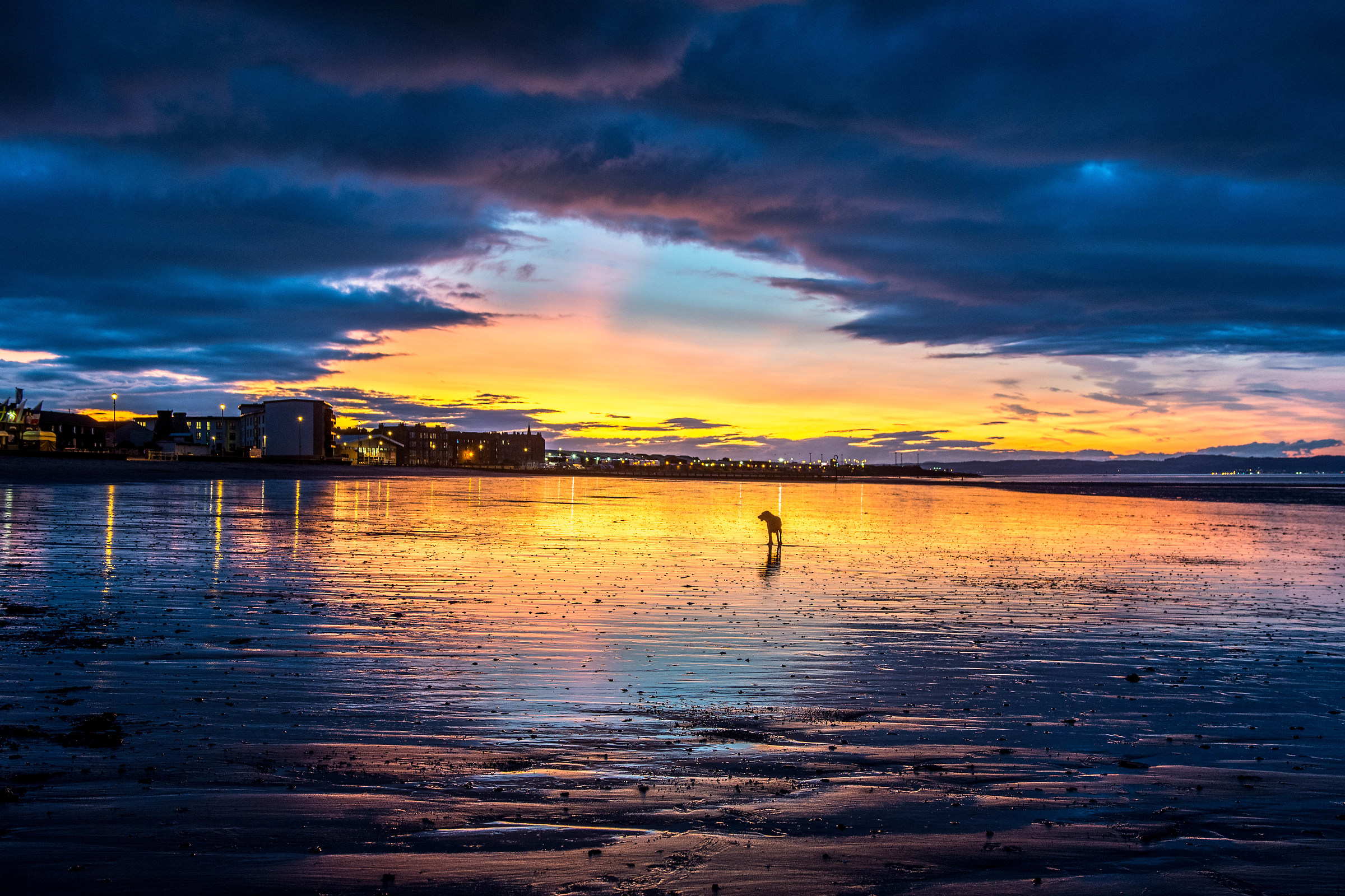 Un cane | Portobello beach (Edimburgo)