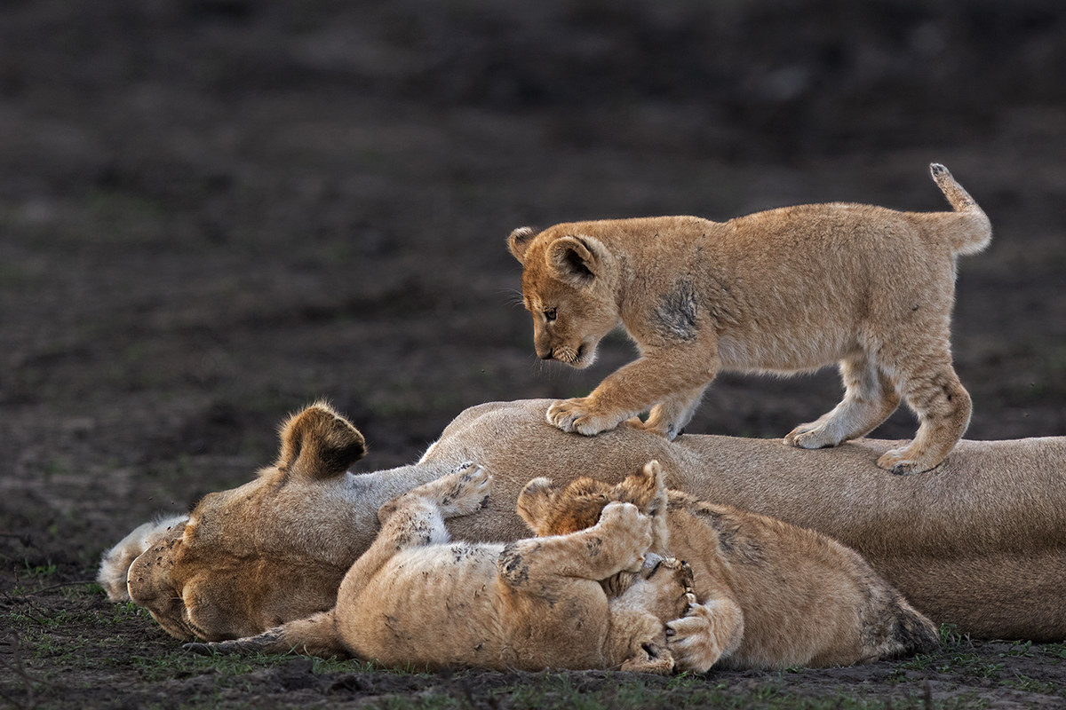 mother and cubs