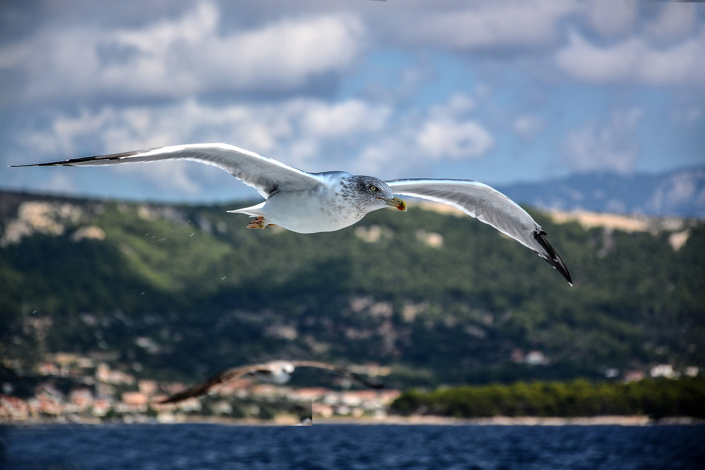 Gull flying