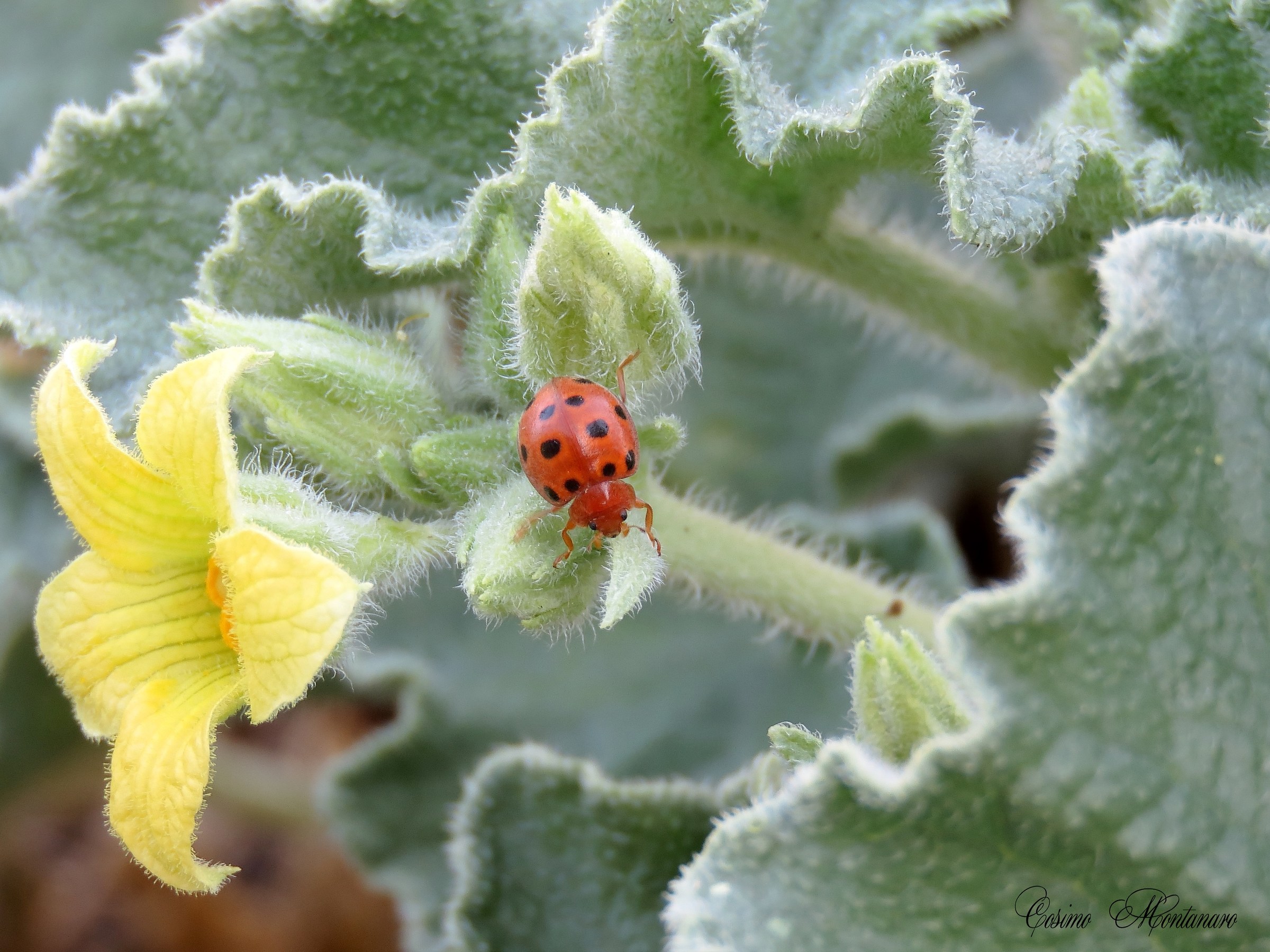 "Asynchus Watermelon" and "Melon Ladybird&quo...