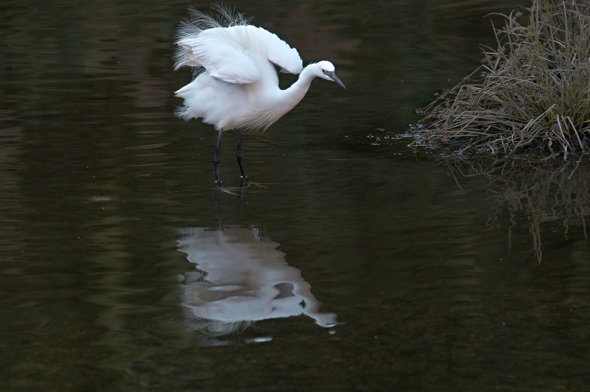 The feathers of fashion in the '20s
