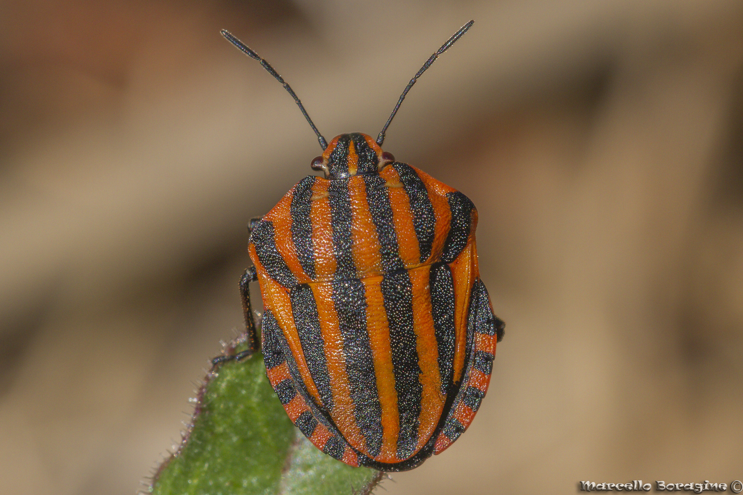 Graphosoma italicum