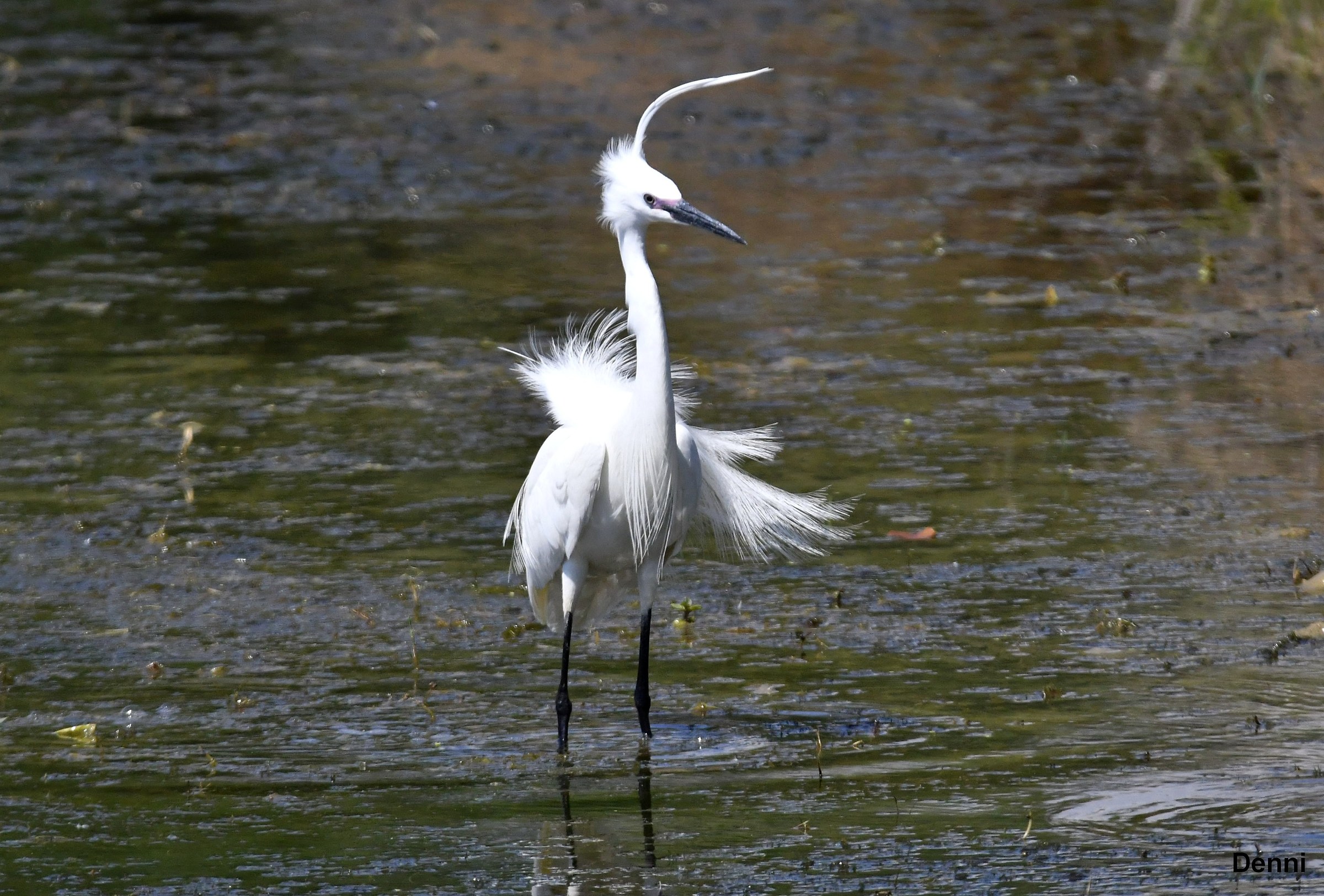 the crest cost me a parcel