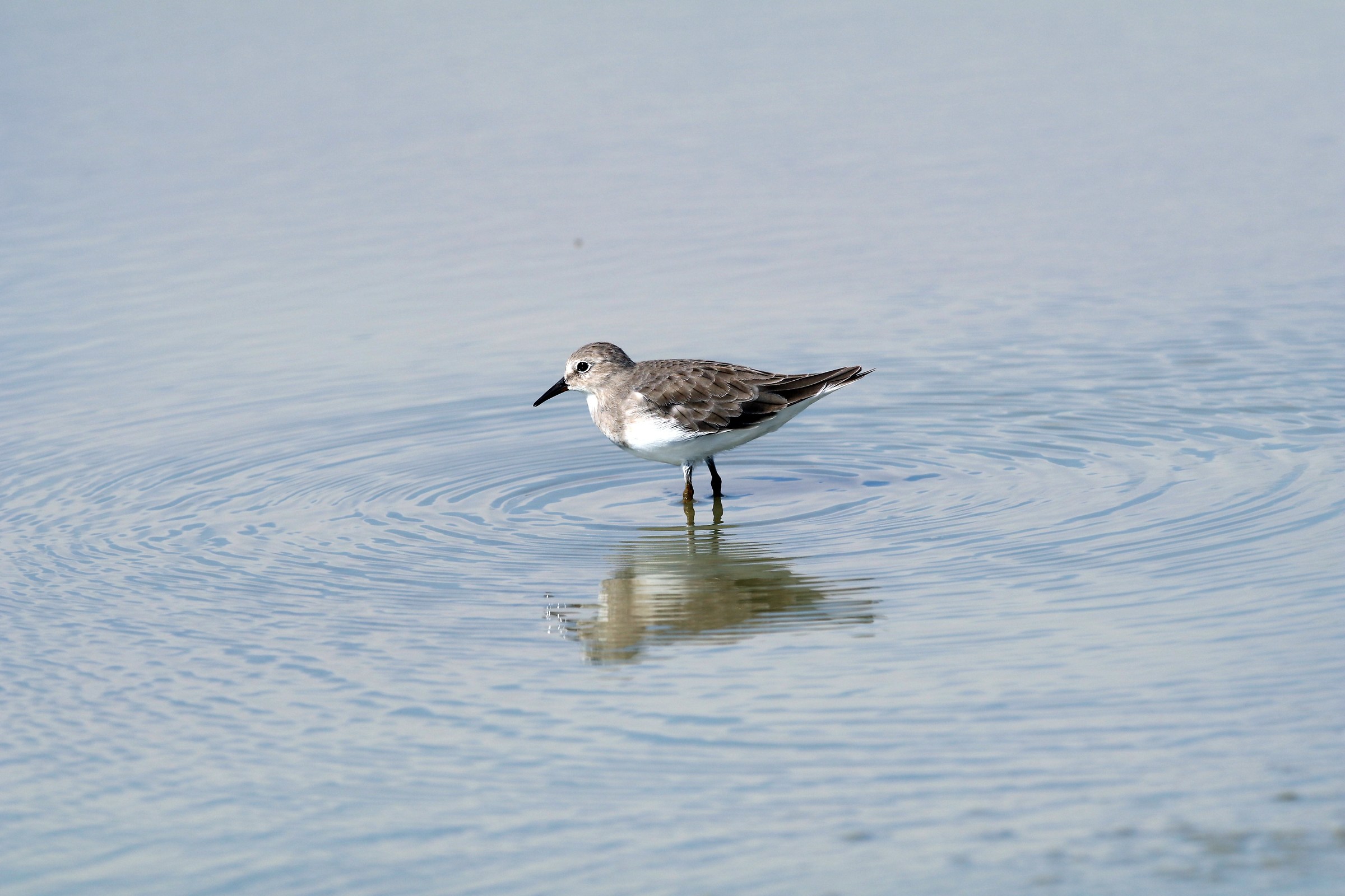 Temminck's Stint