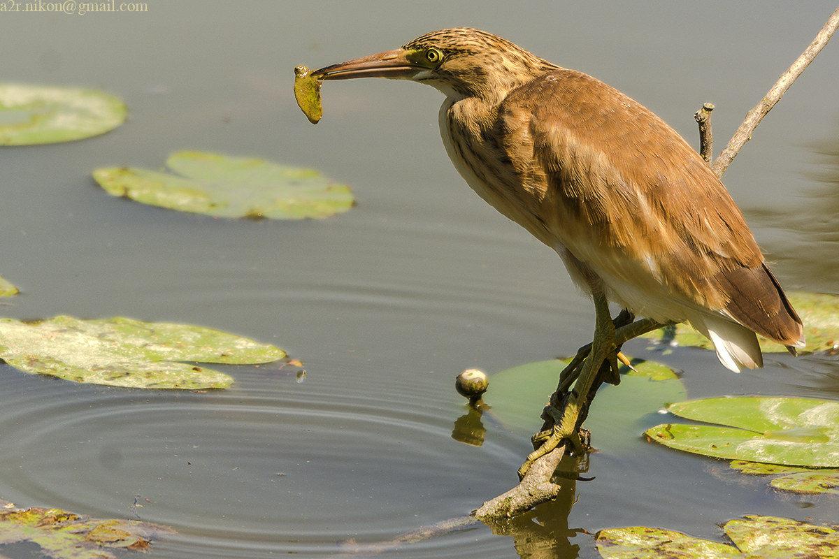 ...e' solo una foglia, accipicchia!