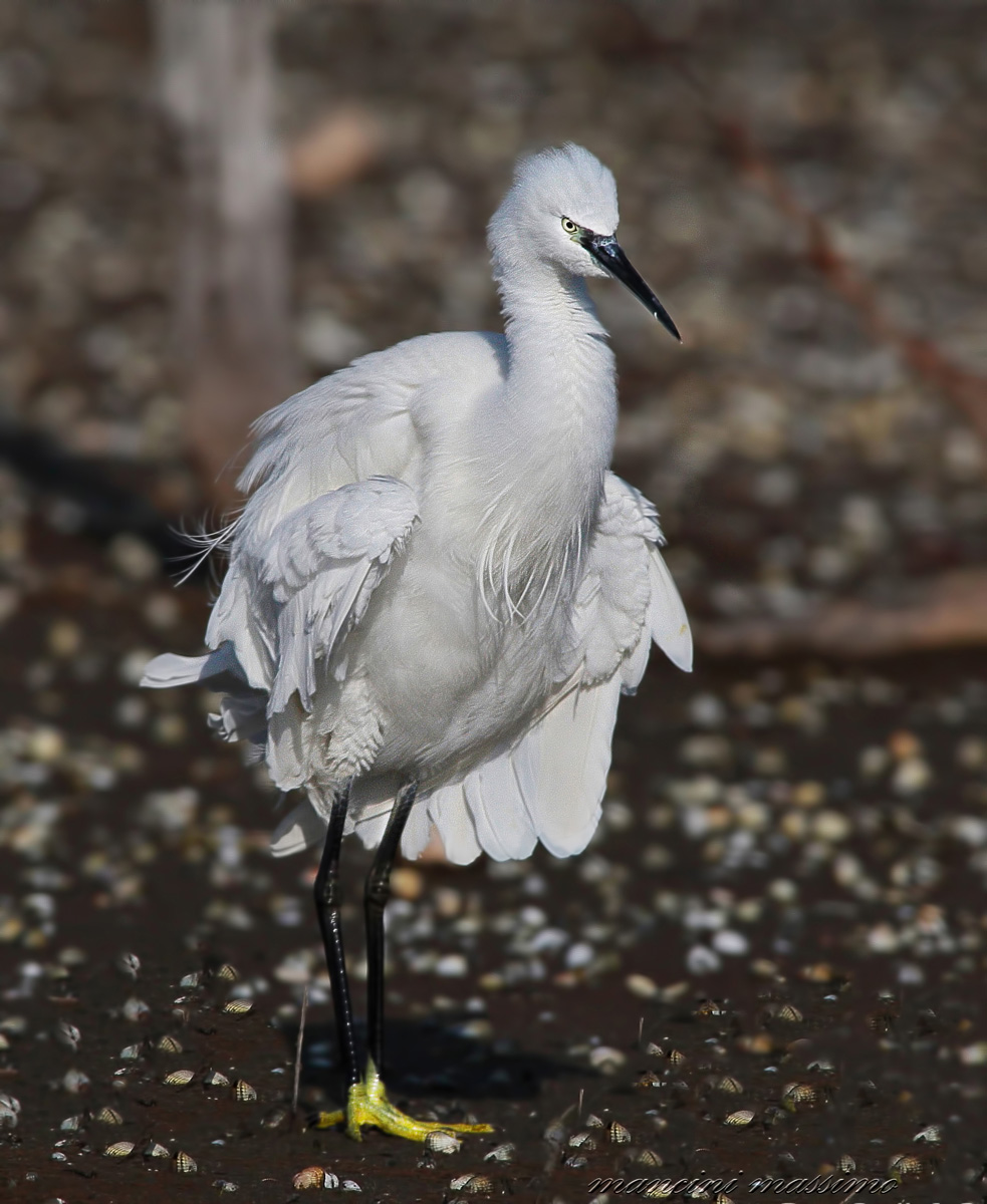 Little Egret (Egretta garzetta)