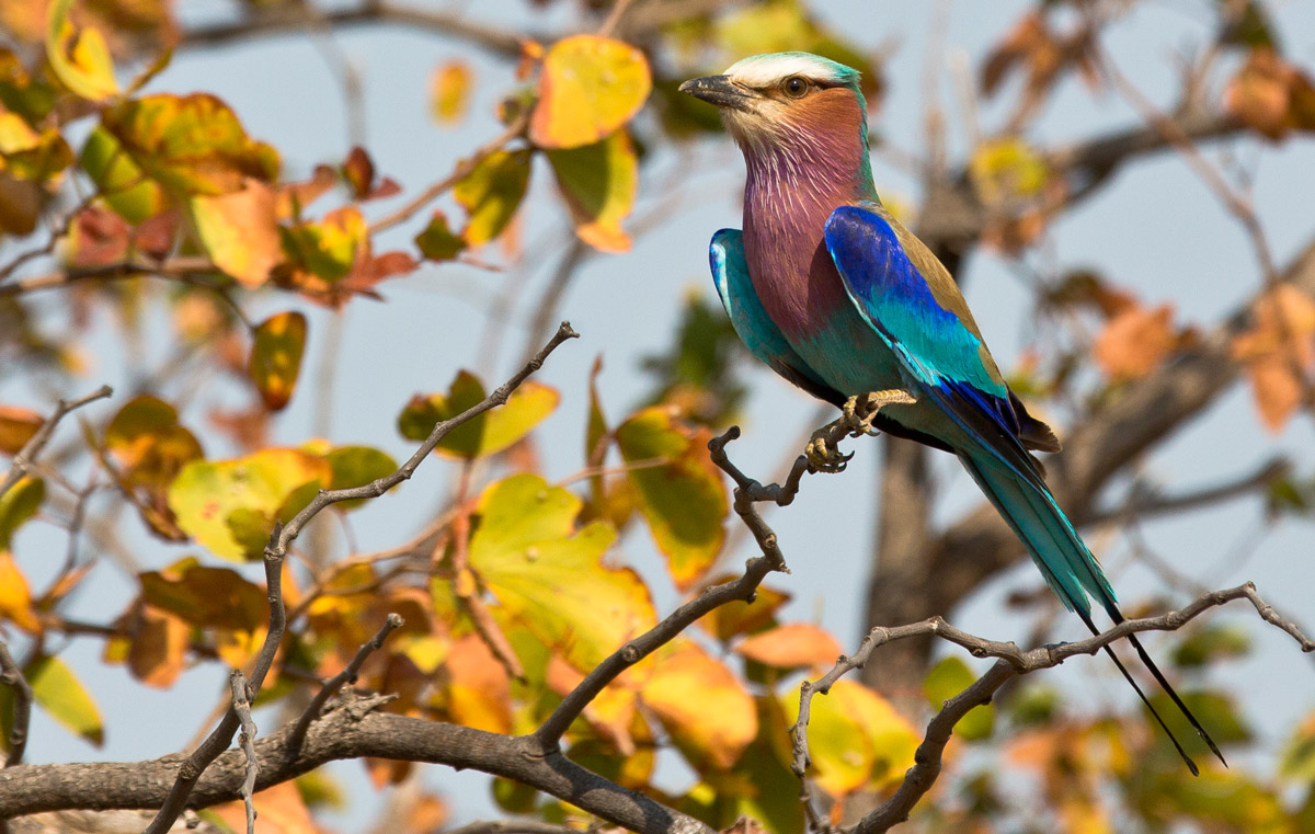 Ghiandaia Marina petto lilla