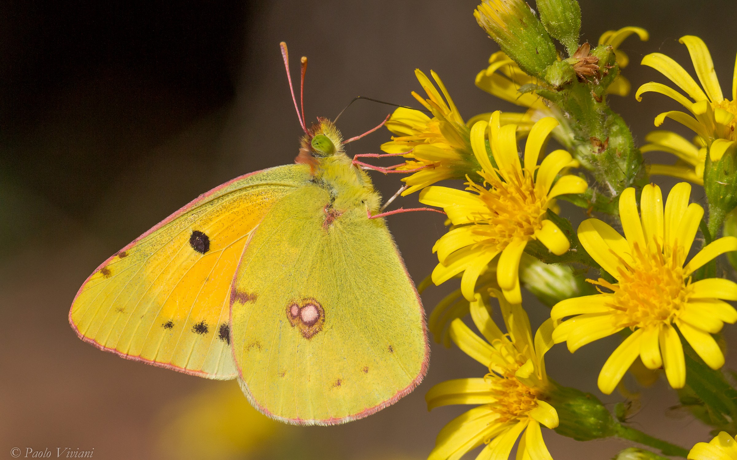 Butterfly colias crocea .... right?