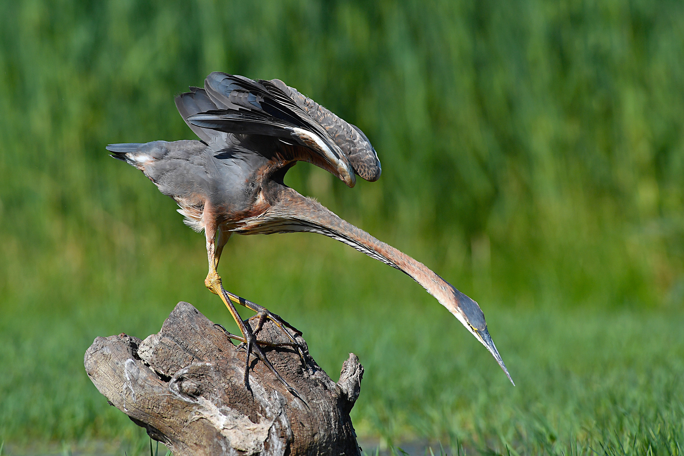 Feather Stories (Red Heron)