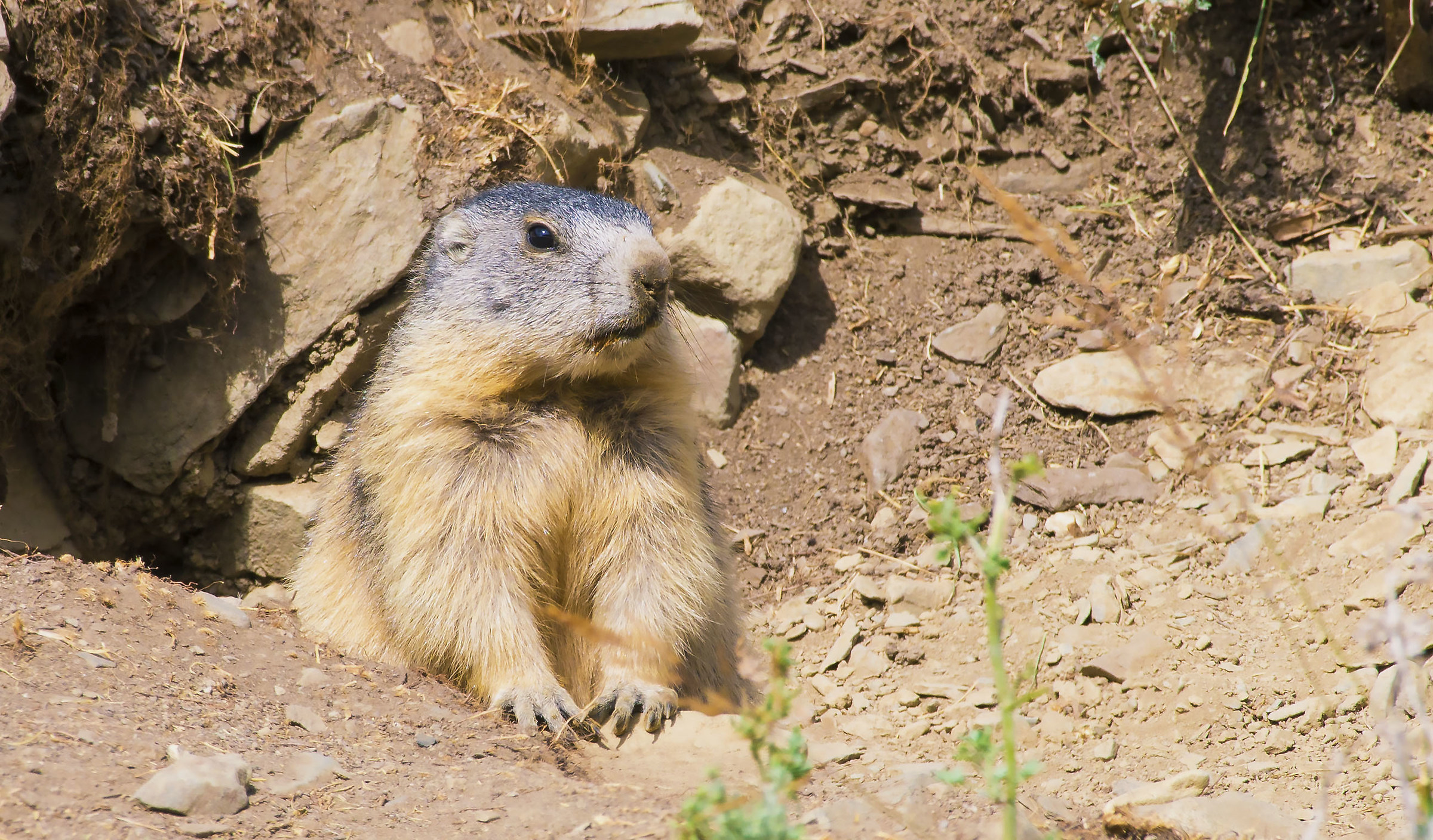 Marmotta curious