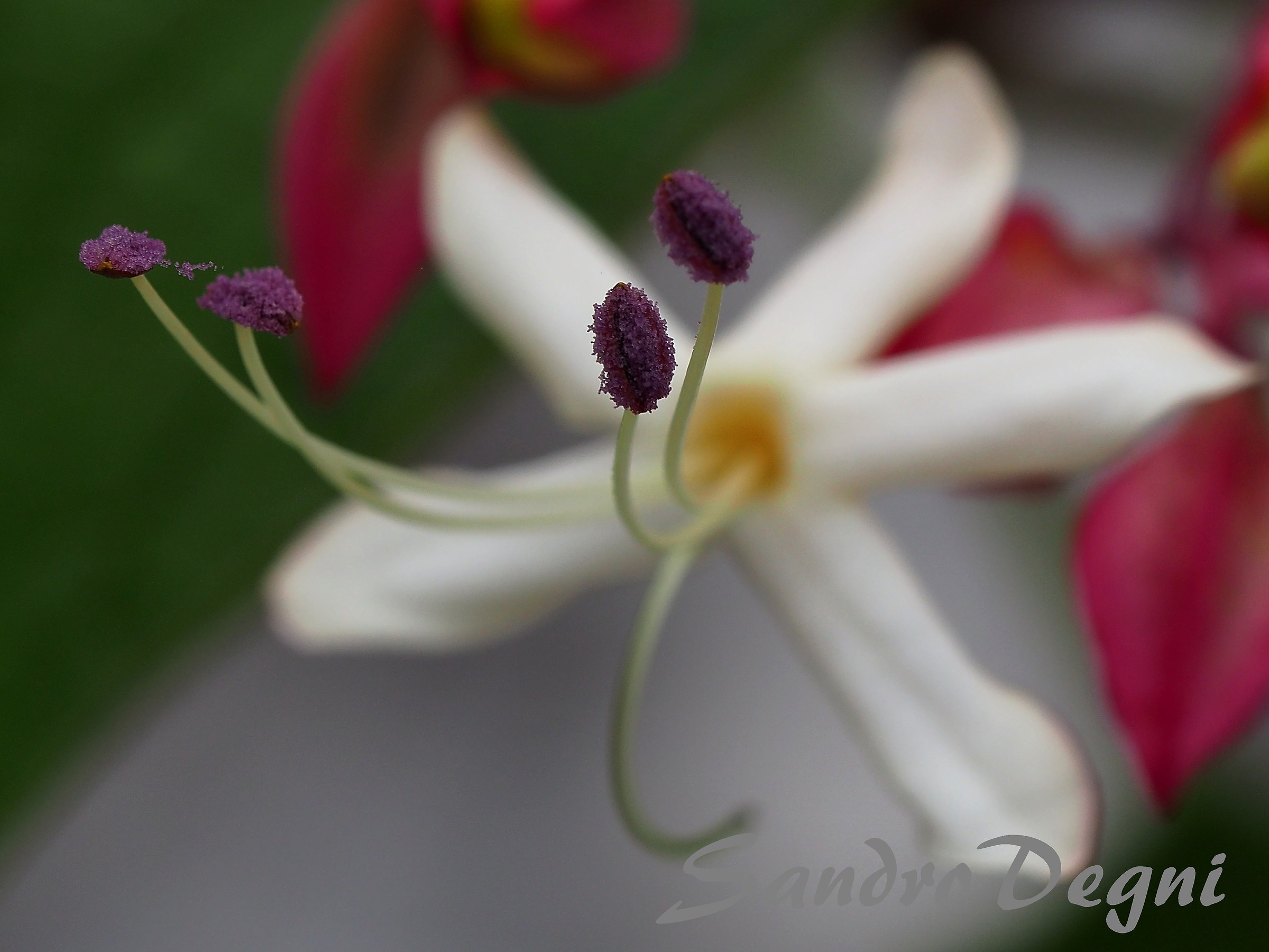 pistils