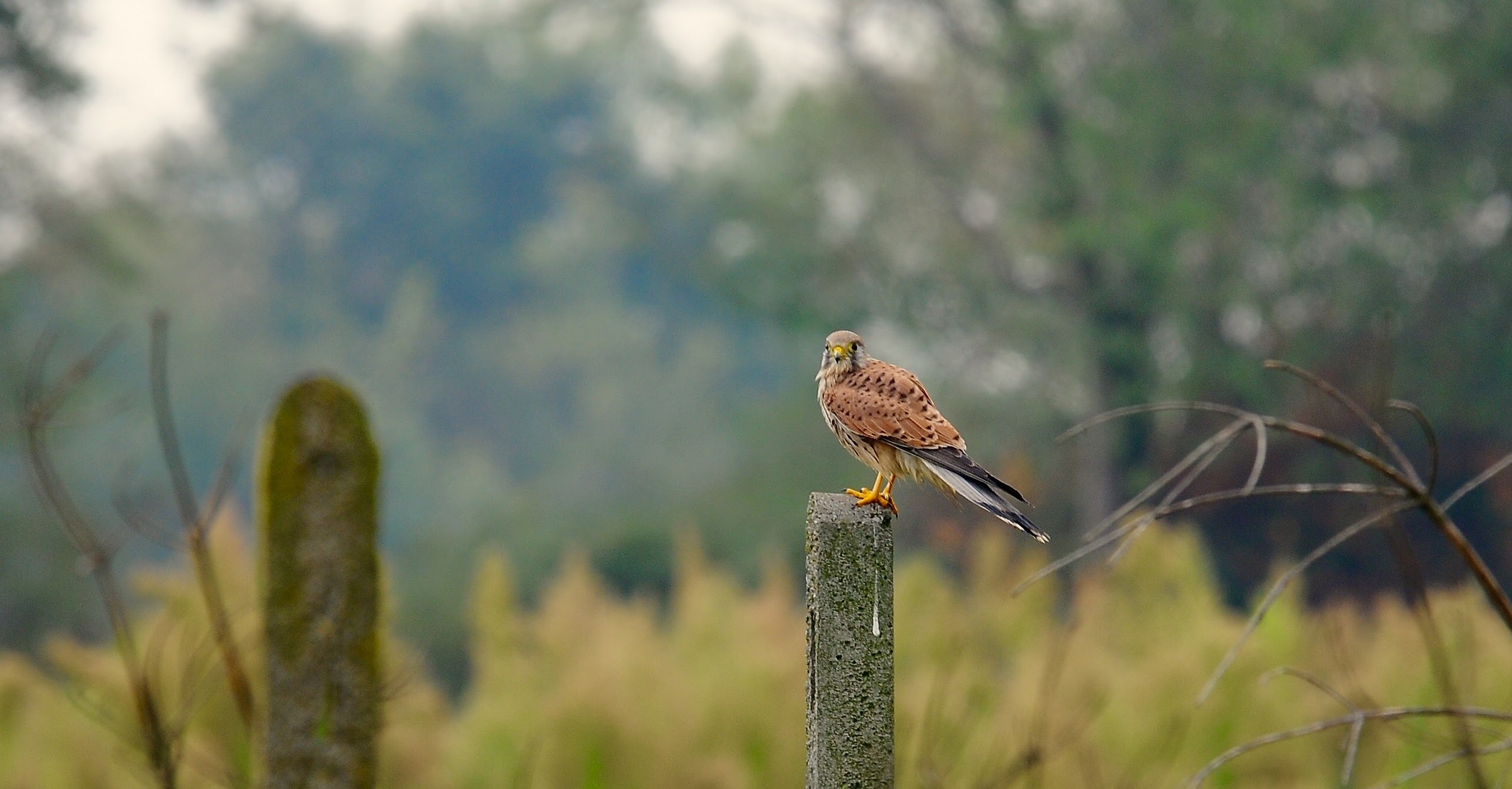 Kestrel