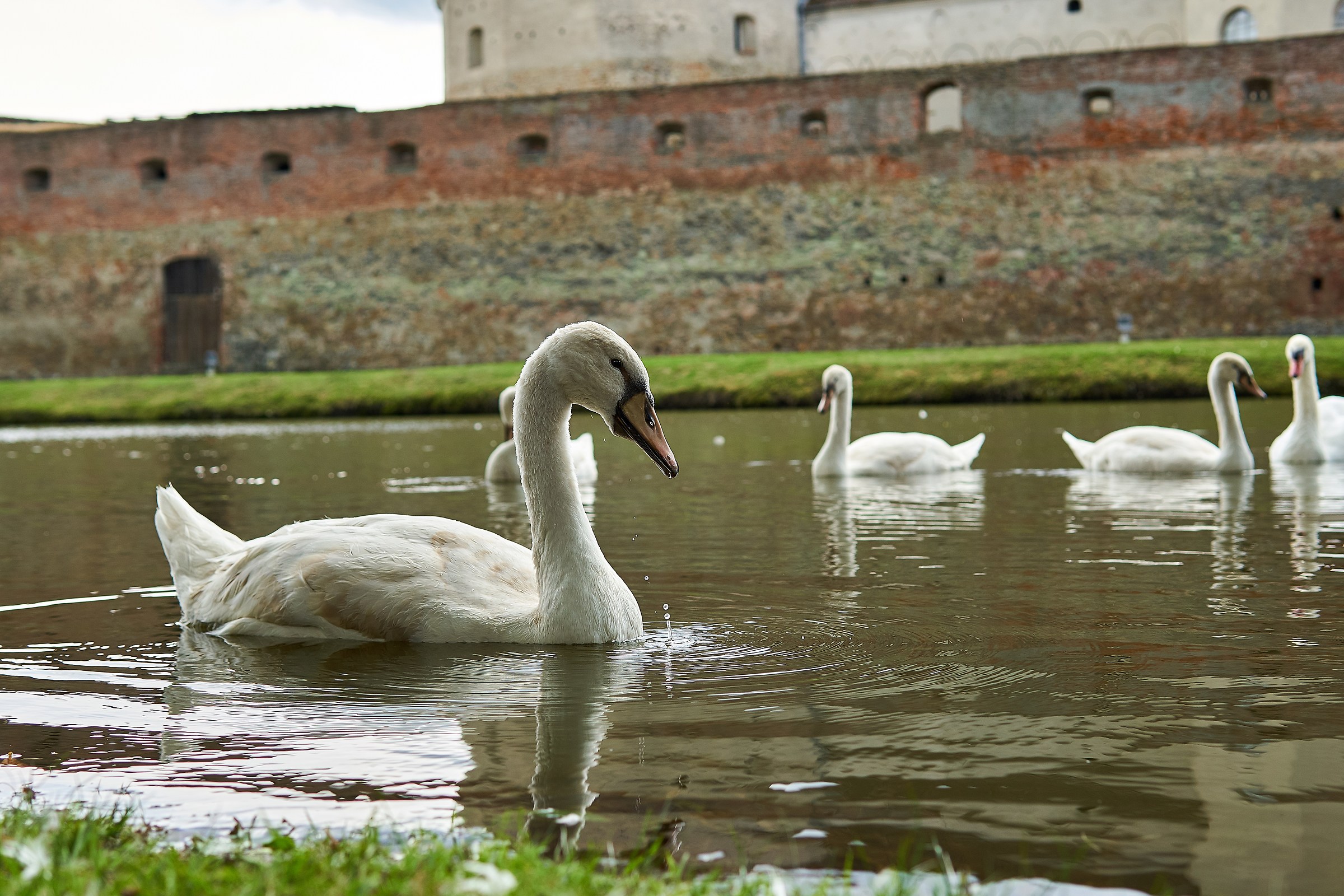 Cetatea Fagarașului
