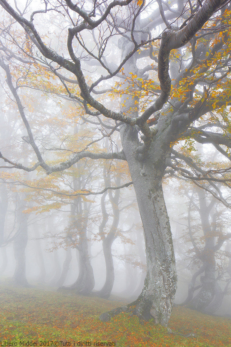 The woods of the Laga