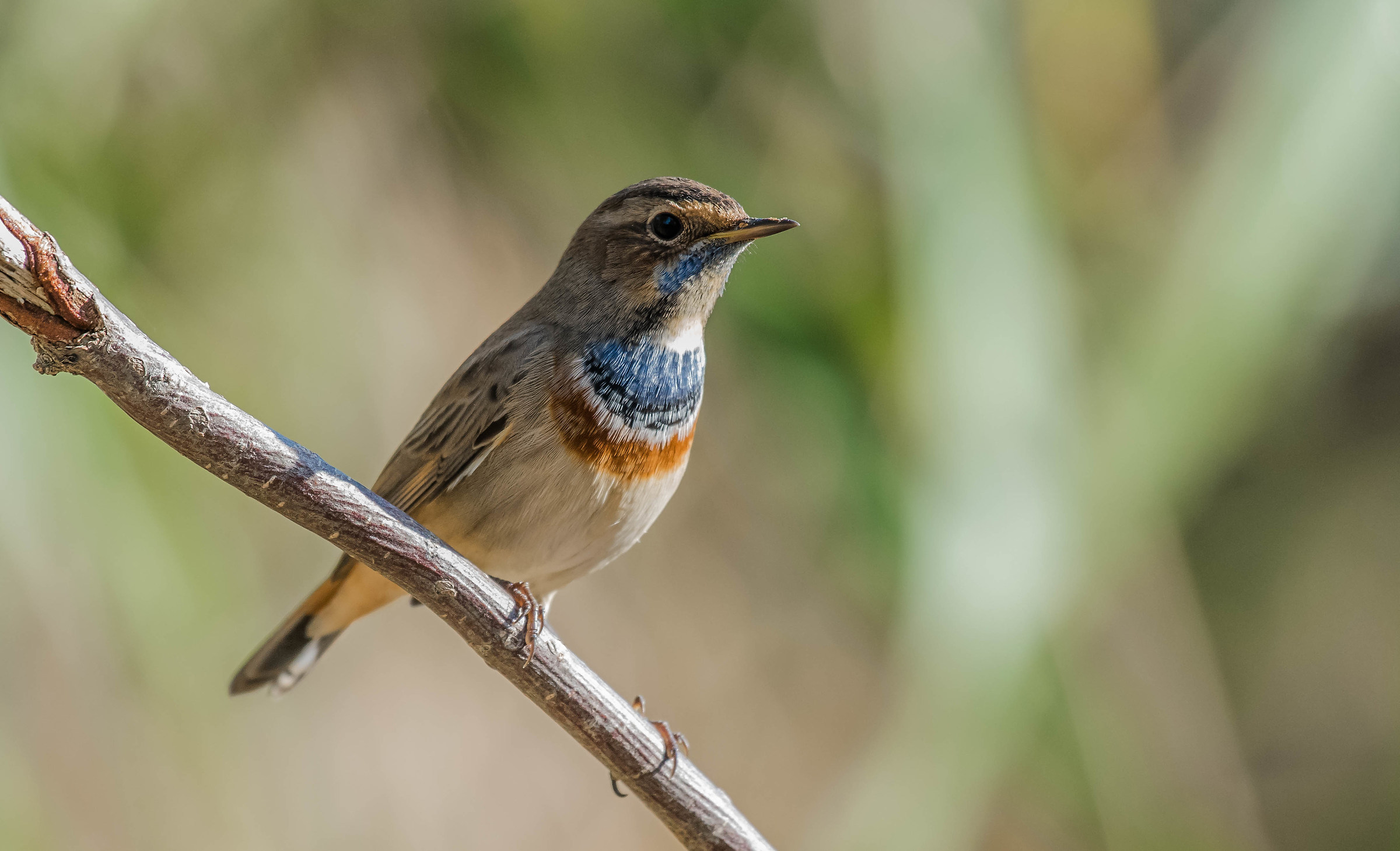 bluethroat