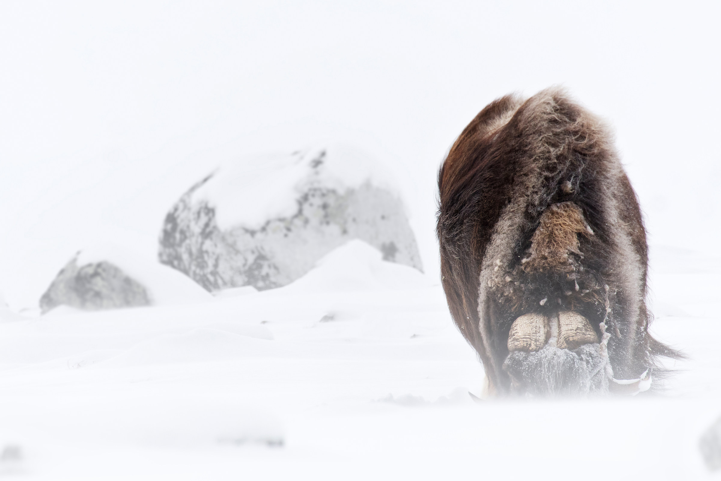 Muskox 2