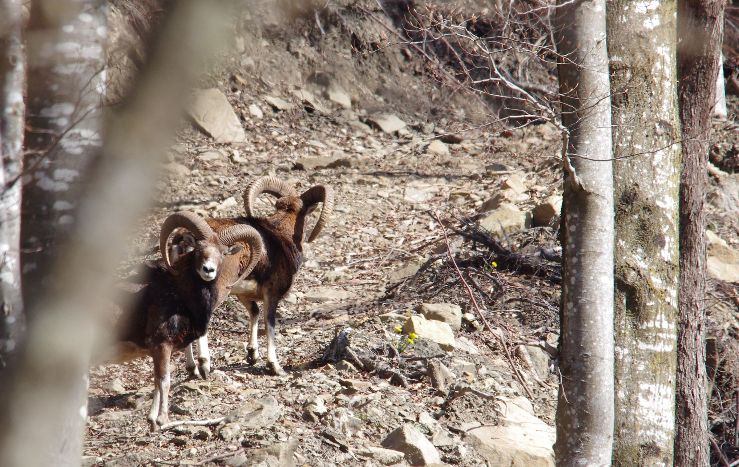 mouflon