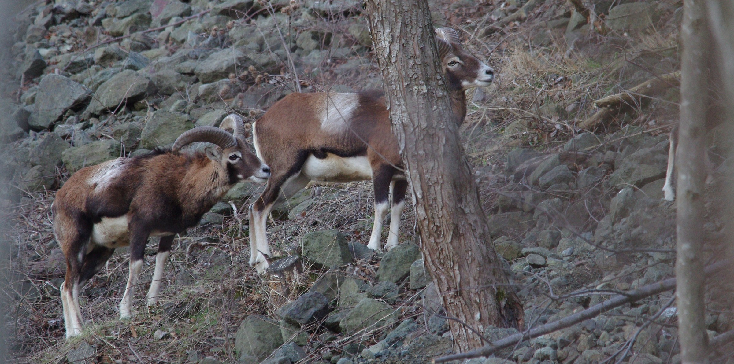 mouflon