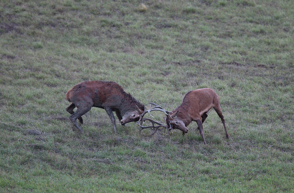 Combattimenti amorosi