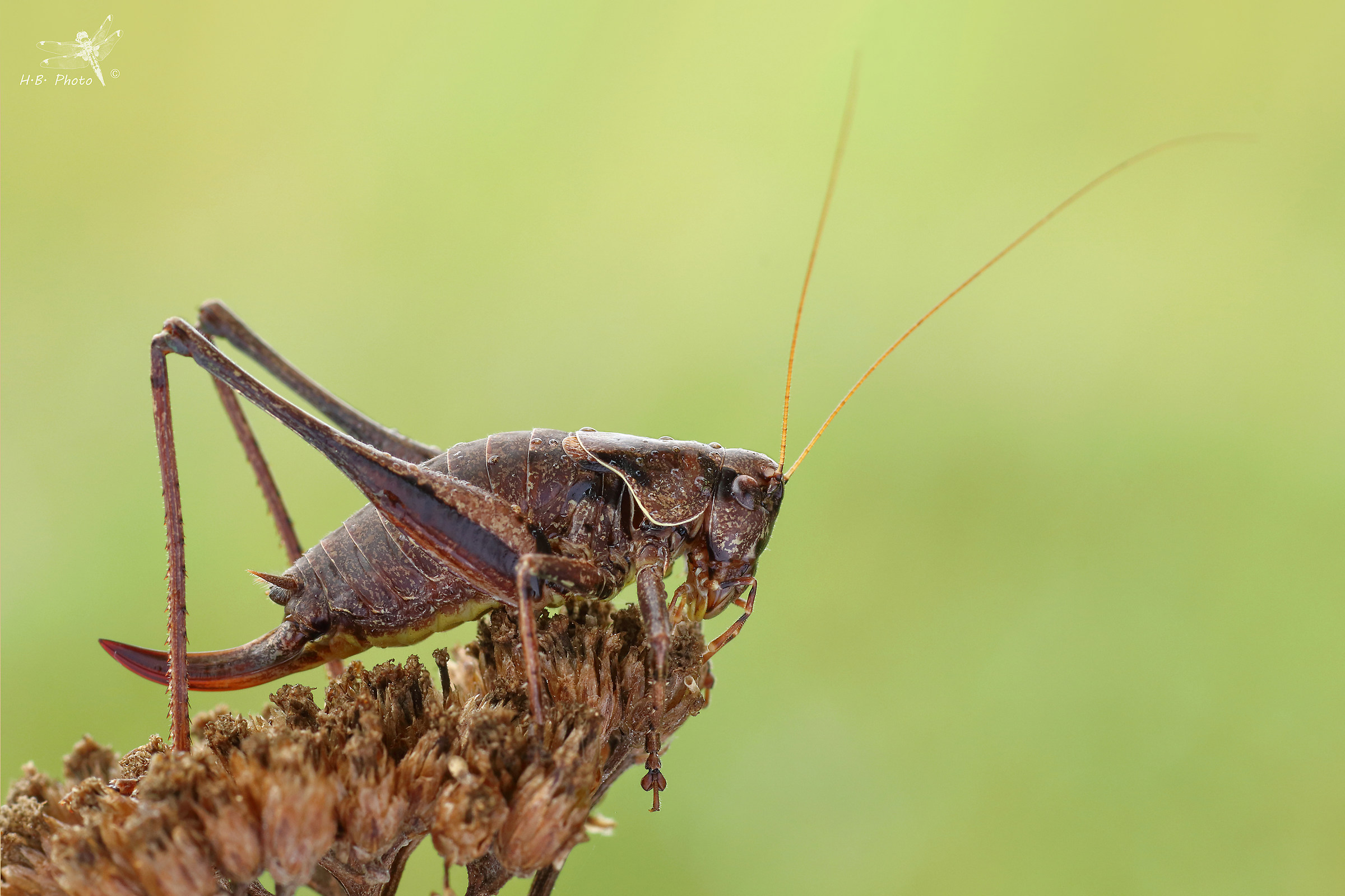 Pholidoptera griseoaptera, female