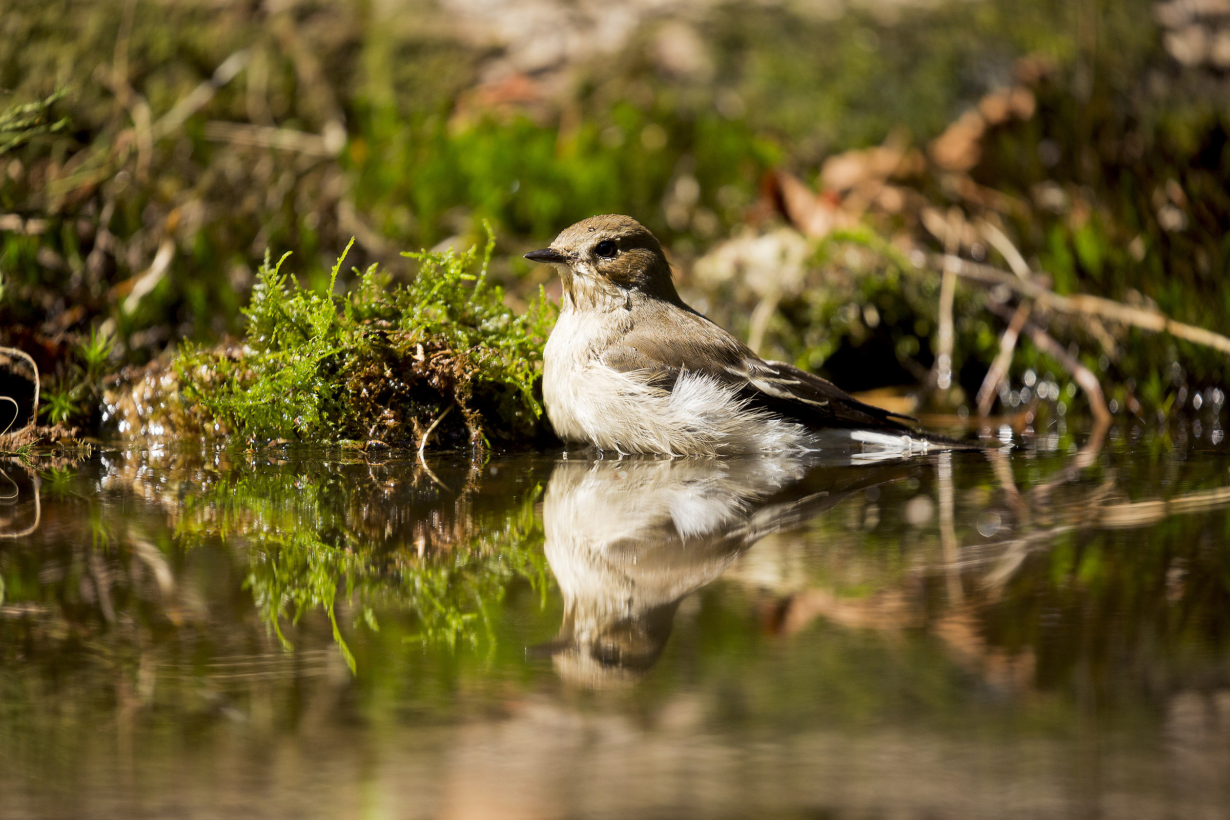 Il bagno della balia