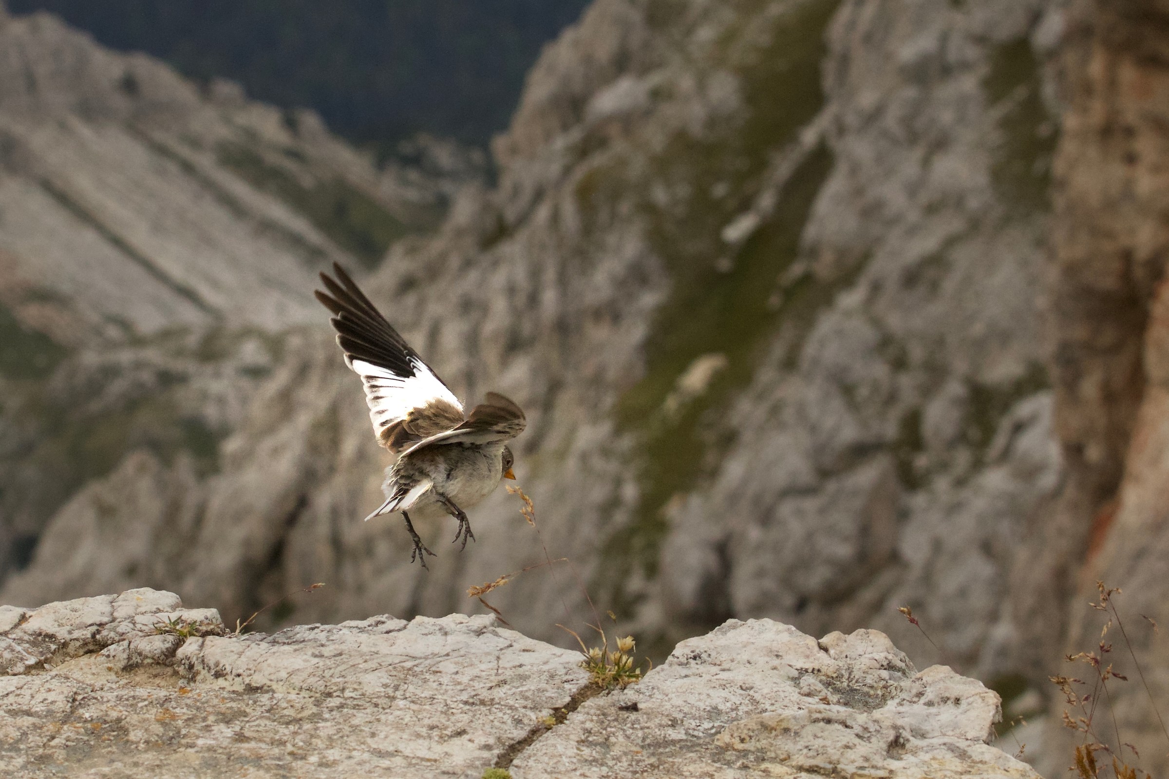 Alpine Shingle Lifera - Lagazuoi