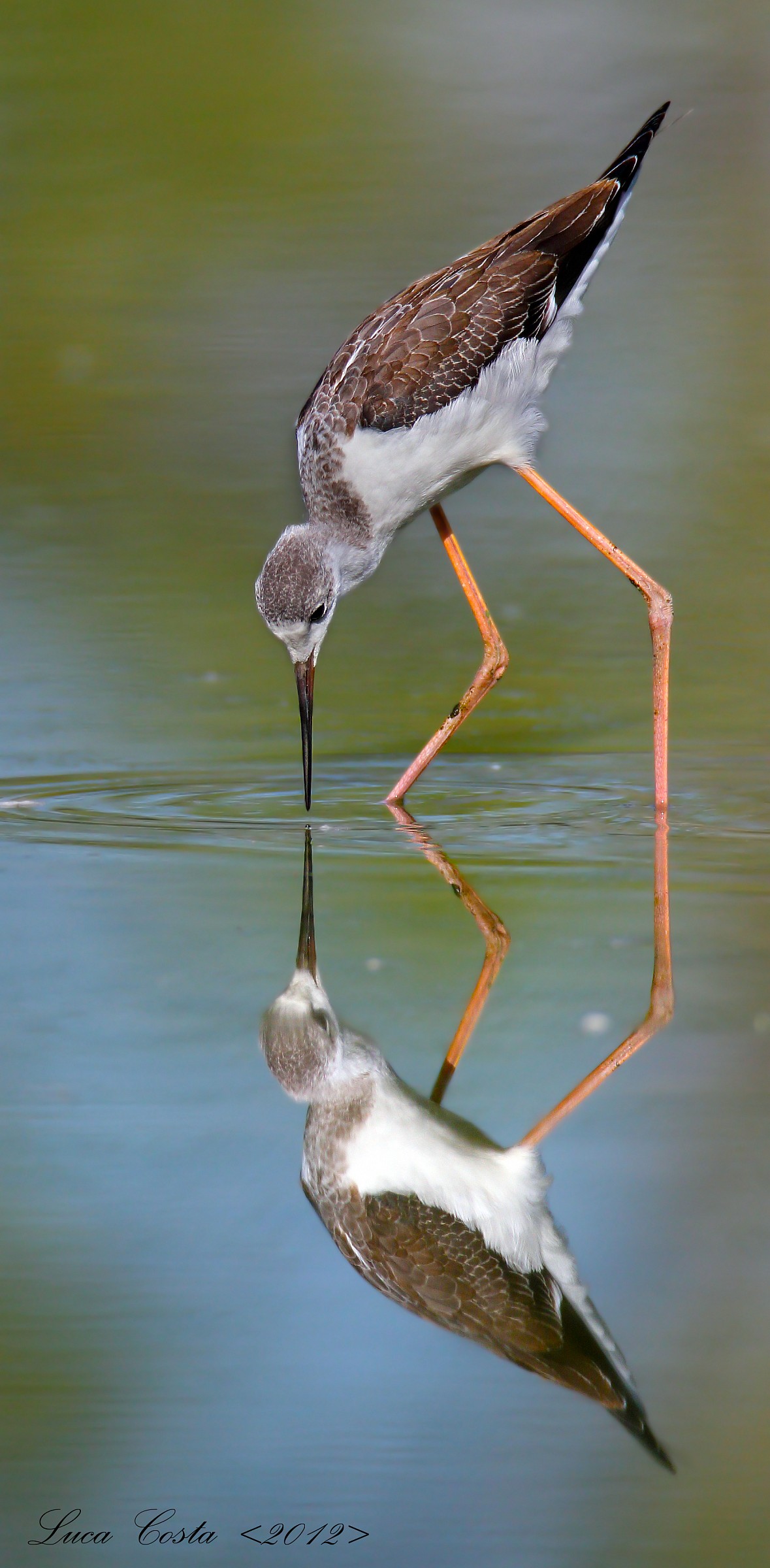 The king of the pond