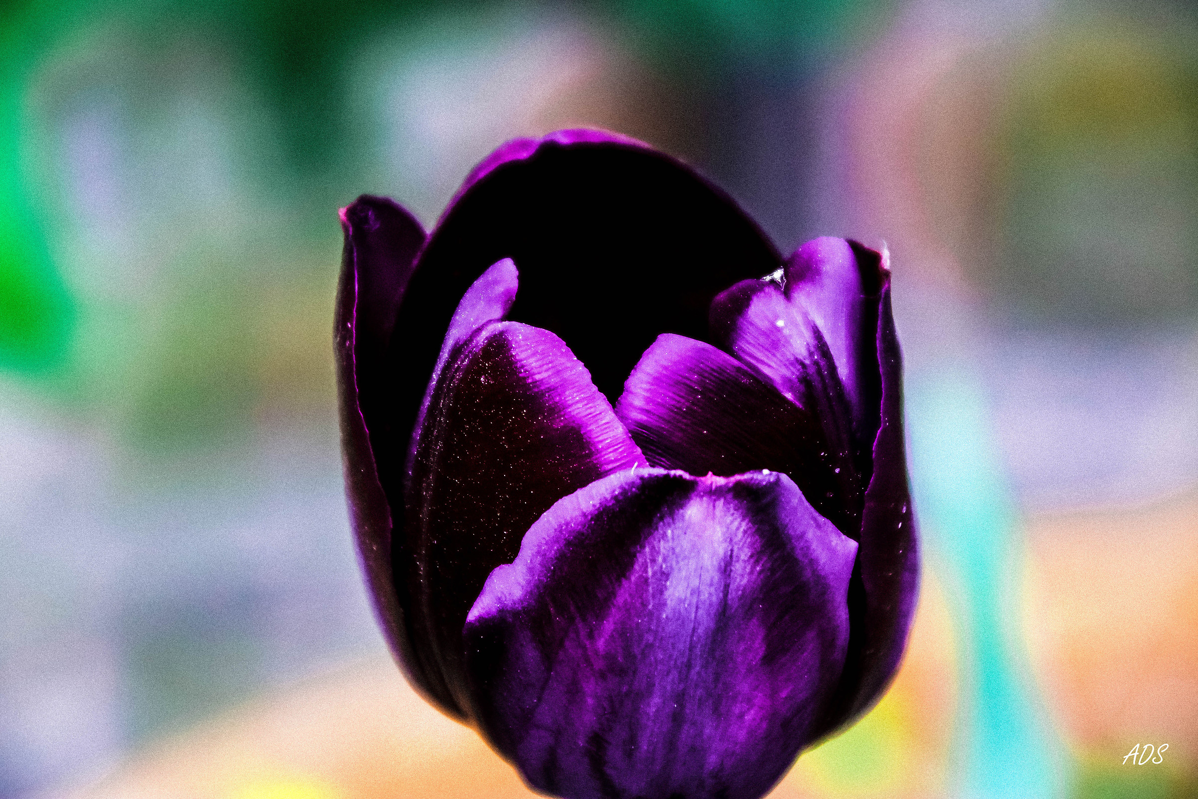 tulipano nero