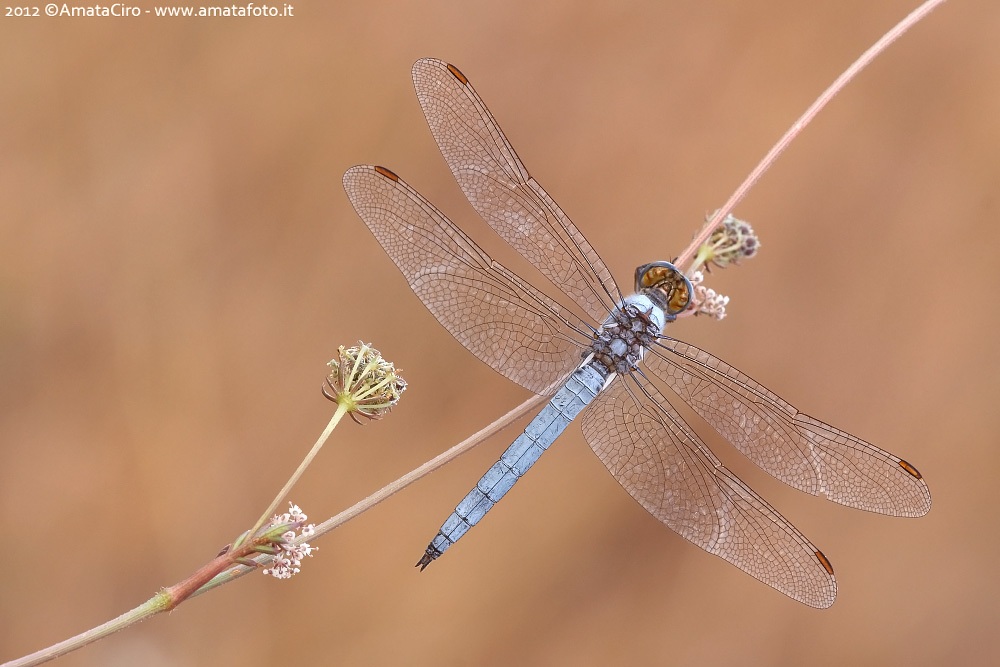 Orthetrum brunneum (Fonscolombe, 1837) - Libellulidae