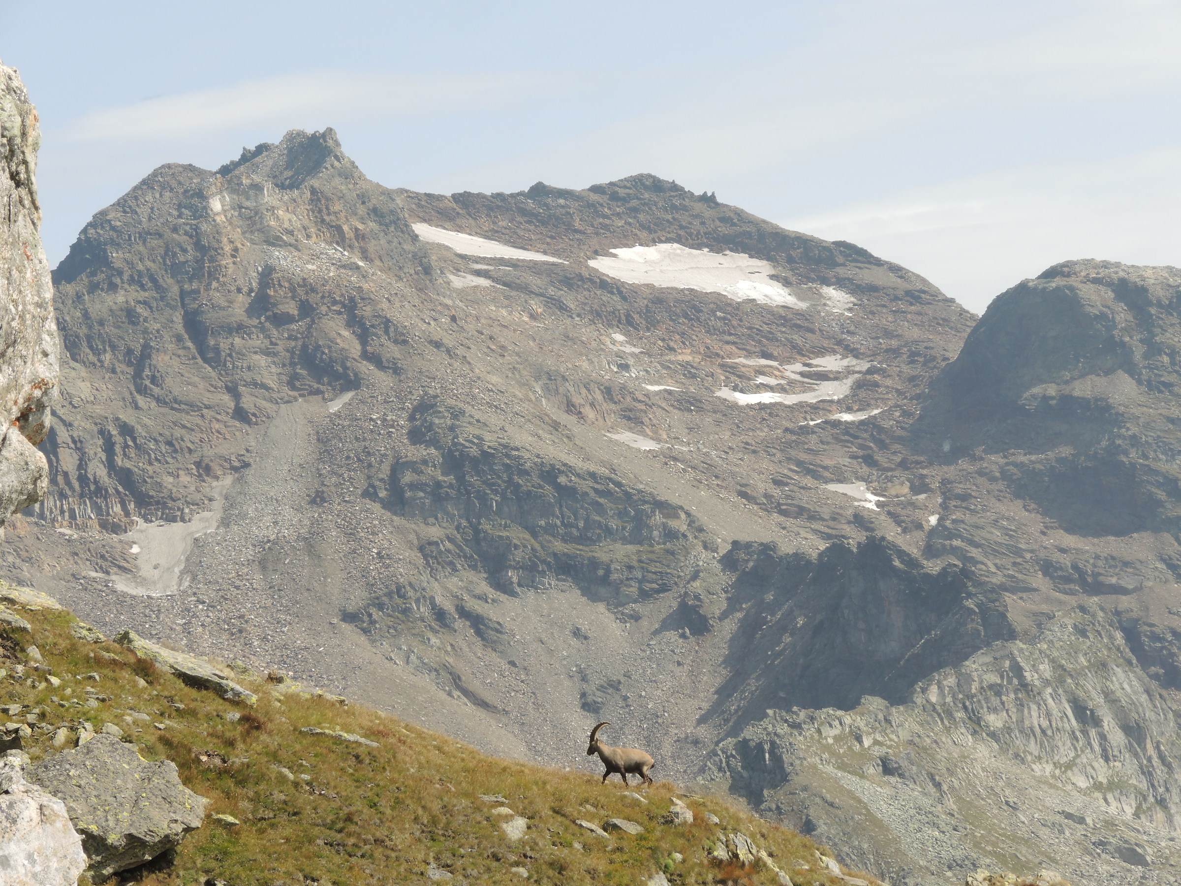 Ibex with background Punta d'Arbola (3235 m)