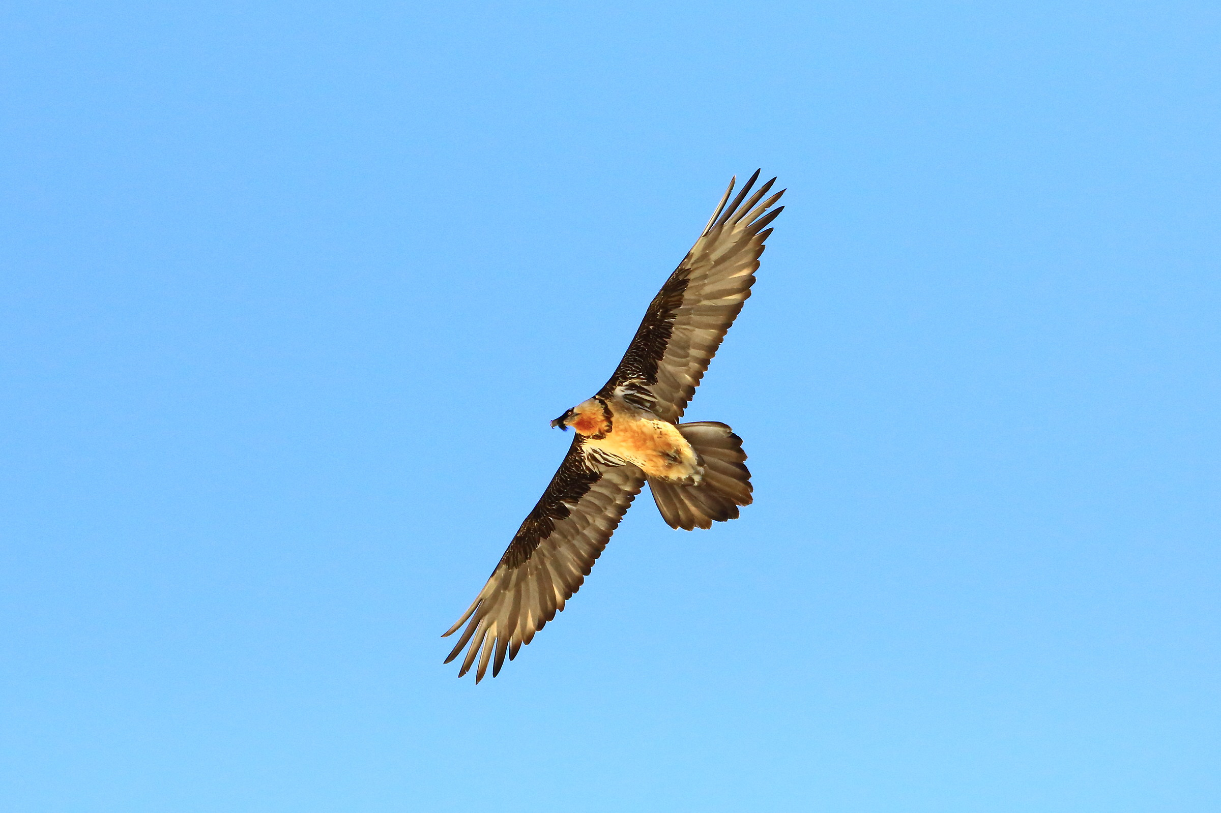 Bearded Vulture