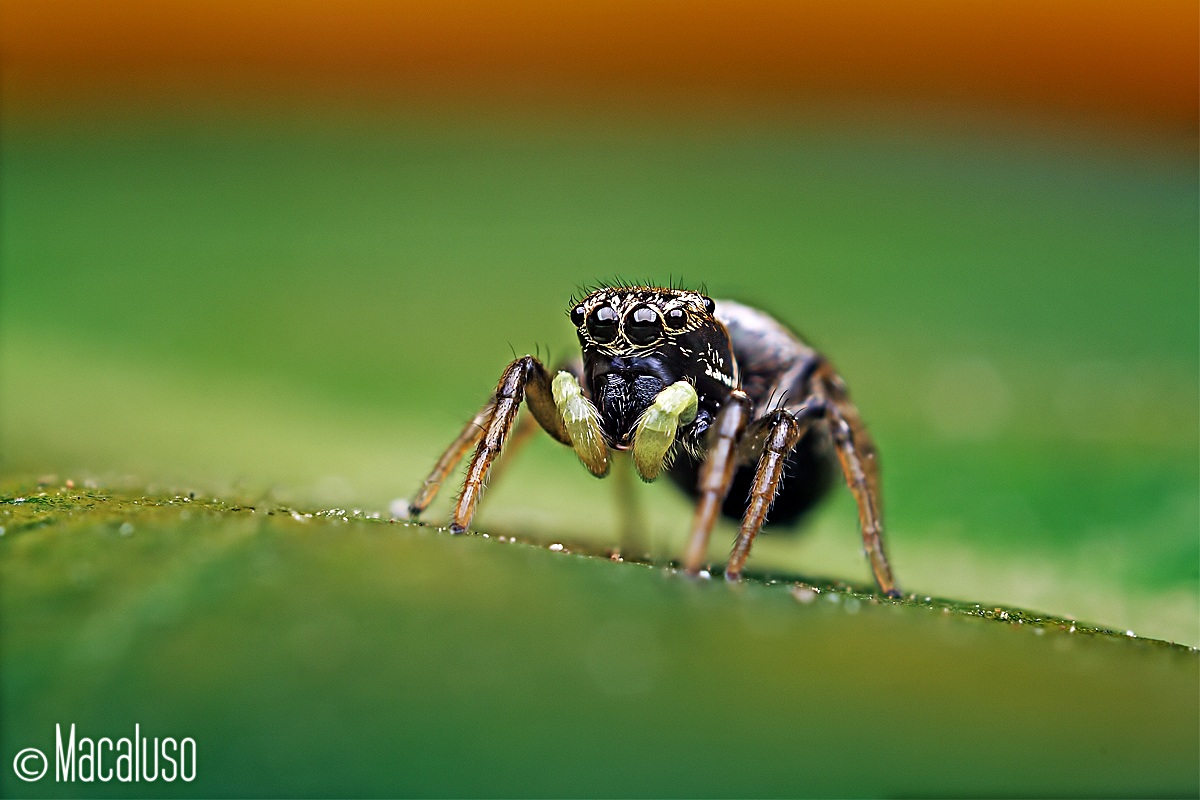 heliophanus apiatus (femmina)