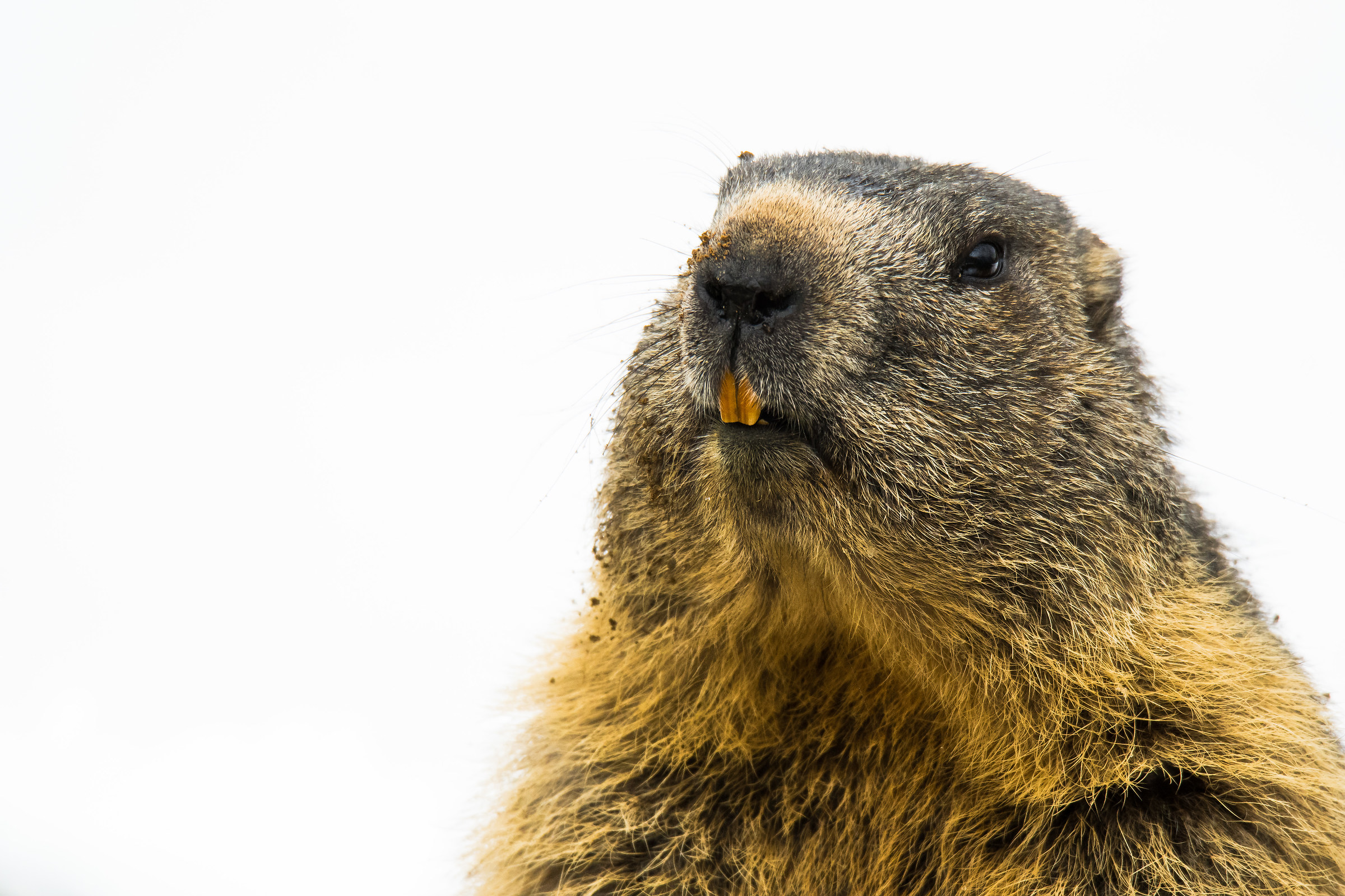 ritratto di marmotta